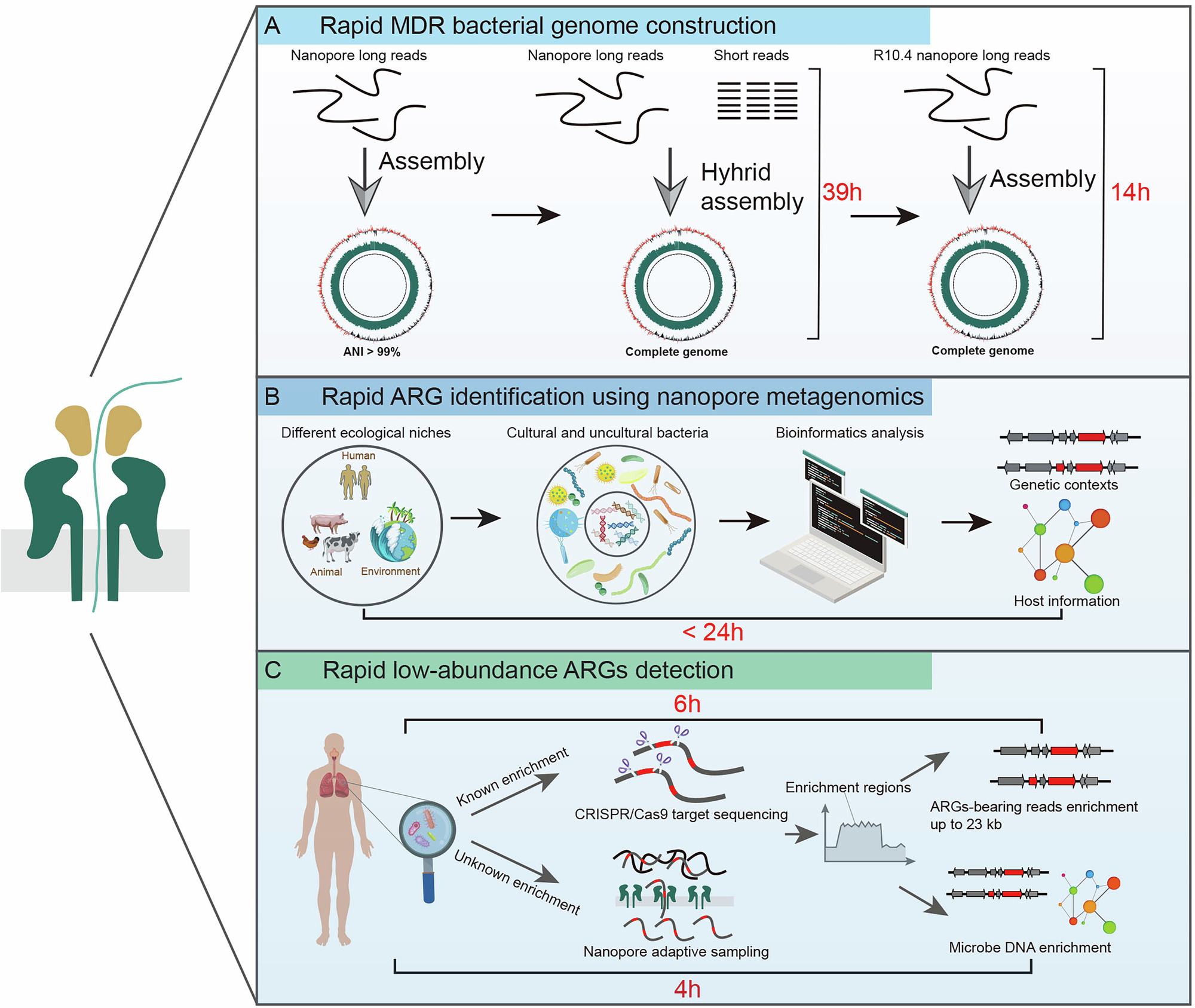 Fig. 2: Applications of nanopore sequencing in bacterial antimicrobial resistance research.