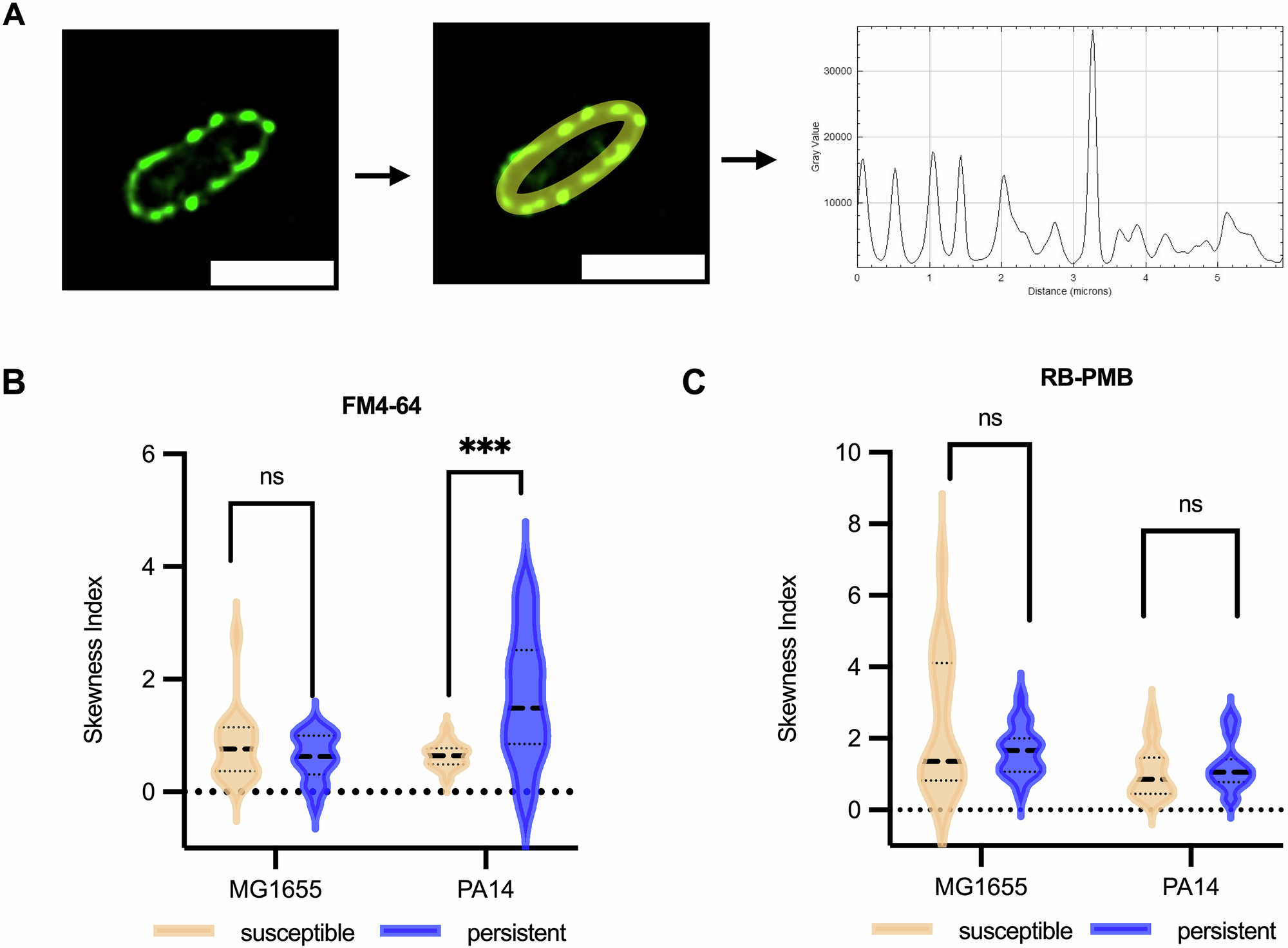Fig. 2: Skewed membrane distribution in susceptible and persistent E. coli and P. aeruginosa.