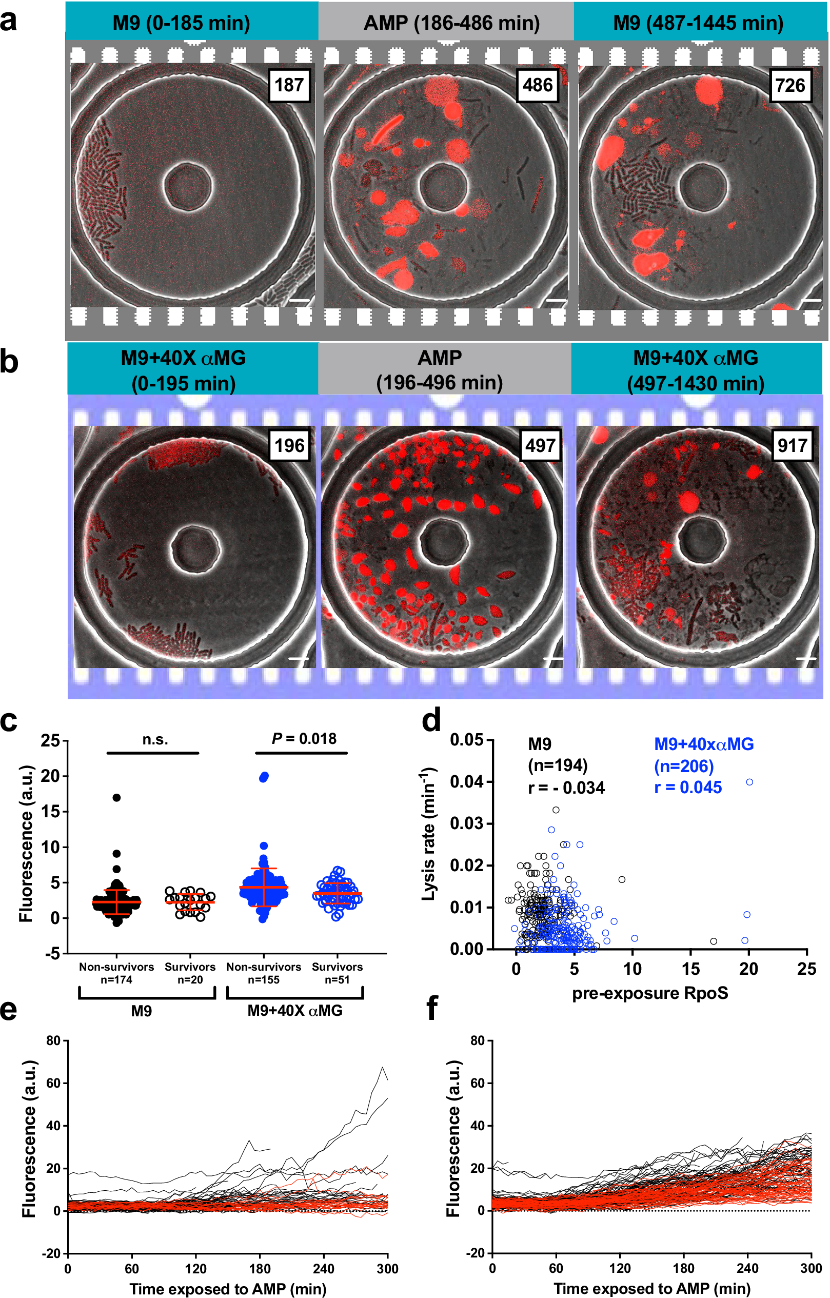Fig. 5: RpoS levels do not contribute to survival against ampicillin.
