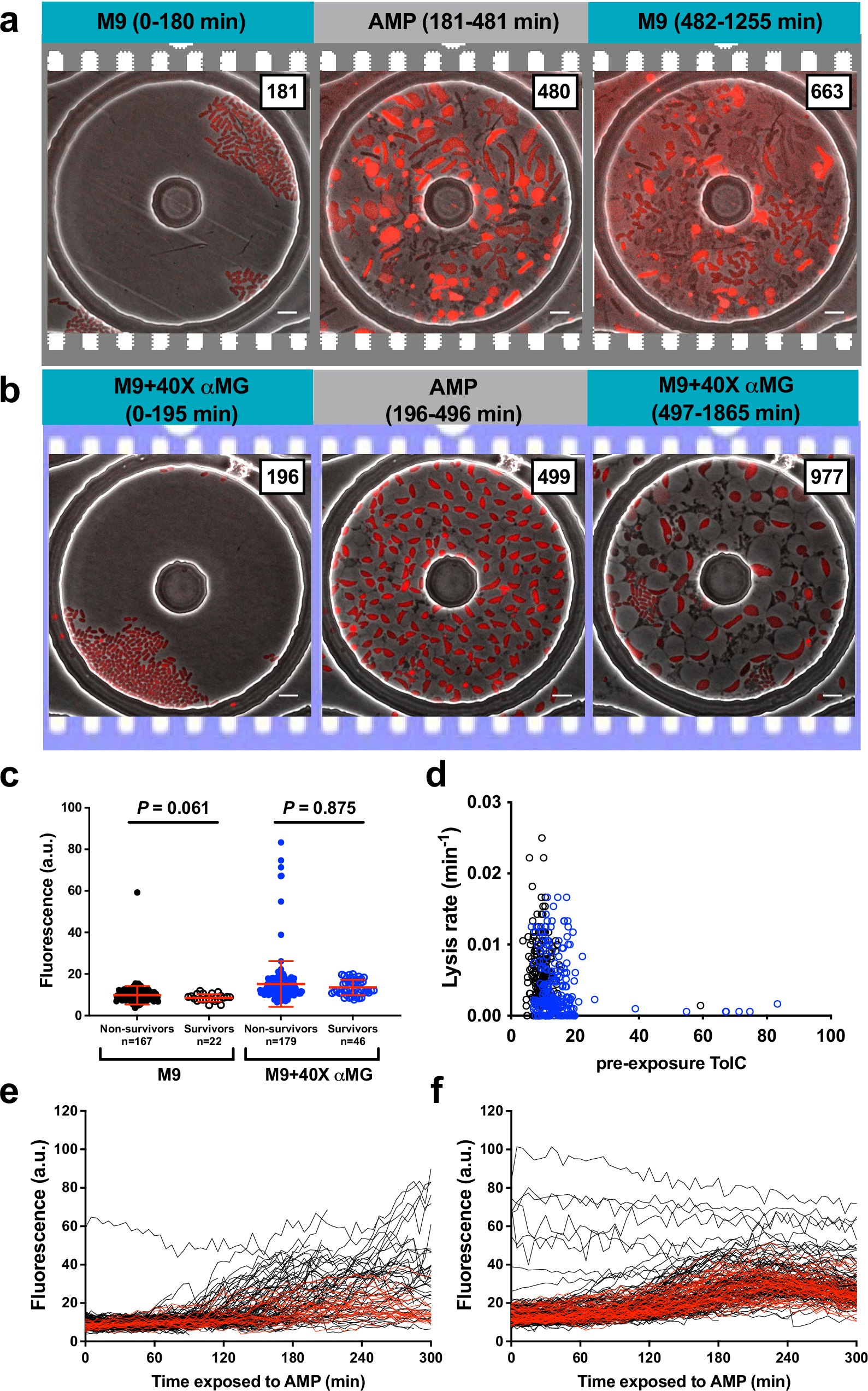 Fig. 6: Single-cell TolC levels is not involved in cell fates.