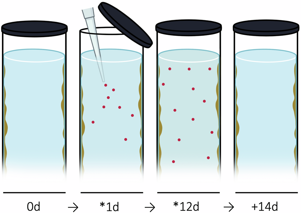 Fig. 6: A time-sequenced diagram of the 4-week experimental period that occurred after the 12-week growth period.