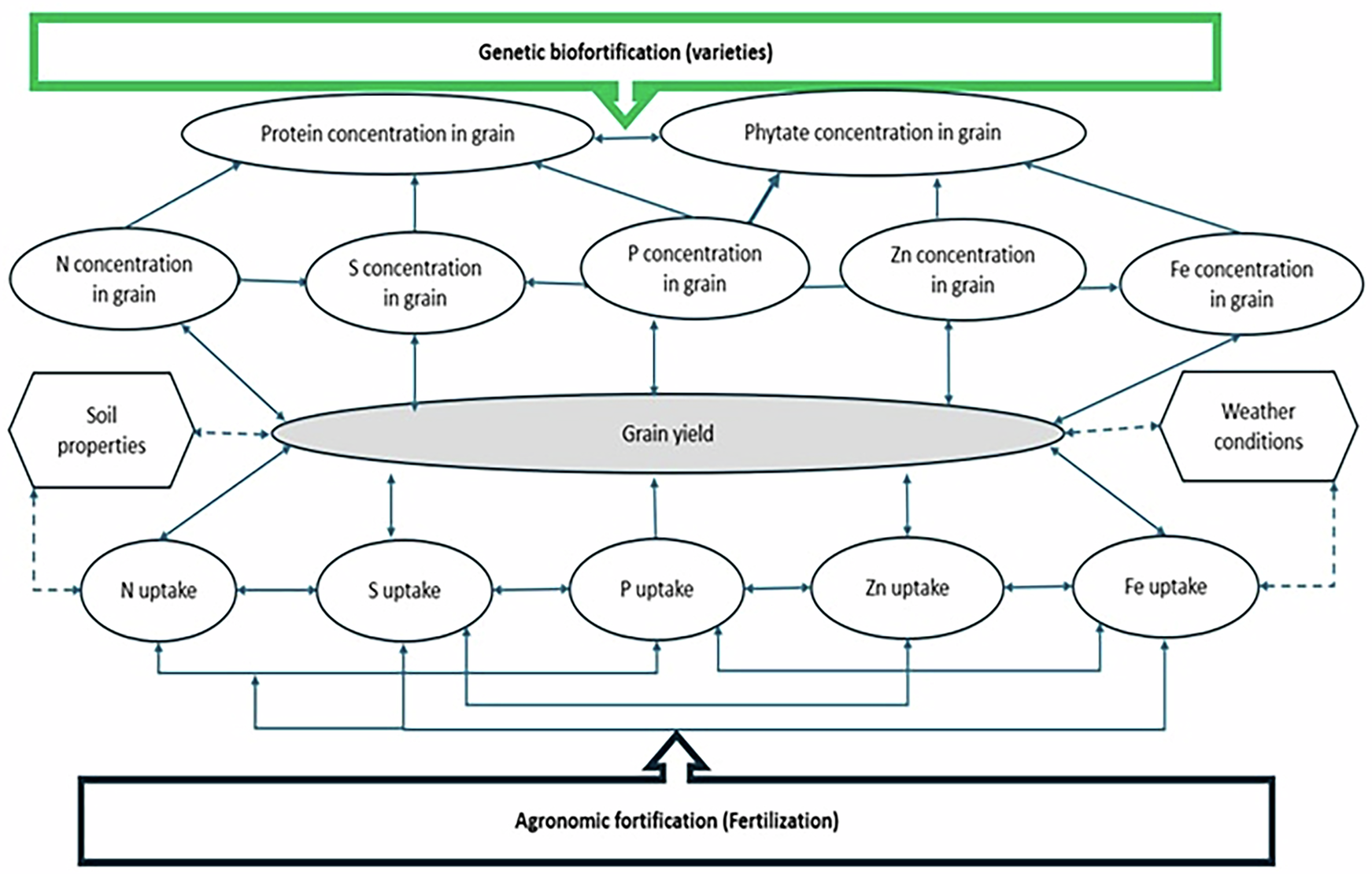 Integrating genetic and agronomic fortification improves zinc, iron, and protein concentrations in rice grain: A meta-analysis
