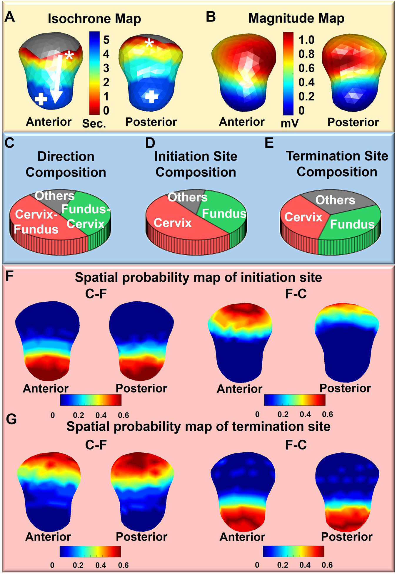Fig. 2: Quantification of uterine peristalsis waves.