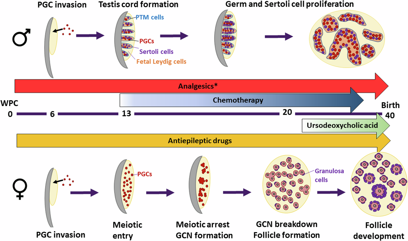 Fig. 2: Overview of gonadal development and potential periods of exposure to different pharmaceutical agents.