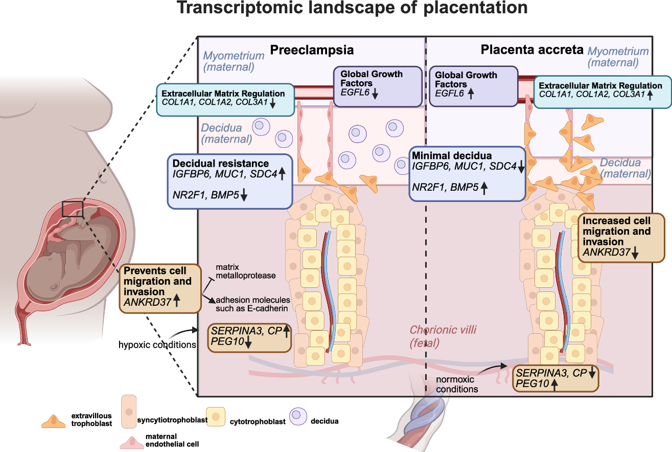Fig. 8: Summary figure.