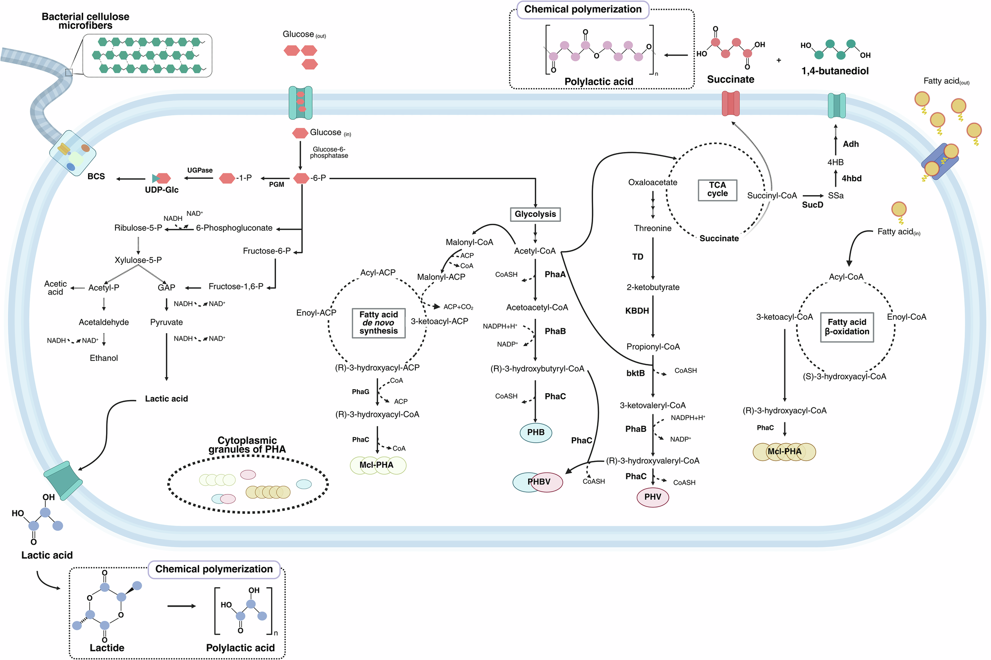 Fig. 4: Schematic diagram of the integrated metabolic pathways for the synthesis of bacterial cellulose, polyhydroxyalkanoates, as well as lactic acid, succinic acid, and 1,4-butanediol, the main components of polylactic acid and polybutylene succinate polymers.