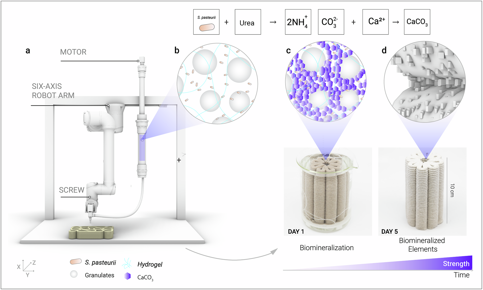 Photograph accompanying ETH Zurich doctoral work uses bacteria to set 3D-printed sand into calcite without firing