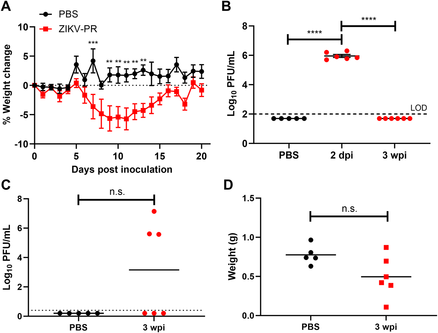 Fig. 2: ZIKV replication in testes of A129 mice after clearance of systemic infection.