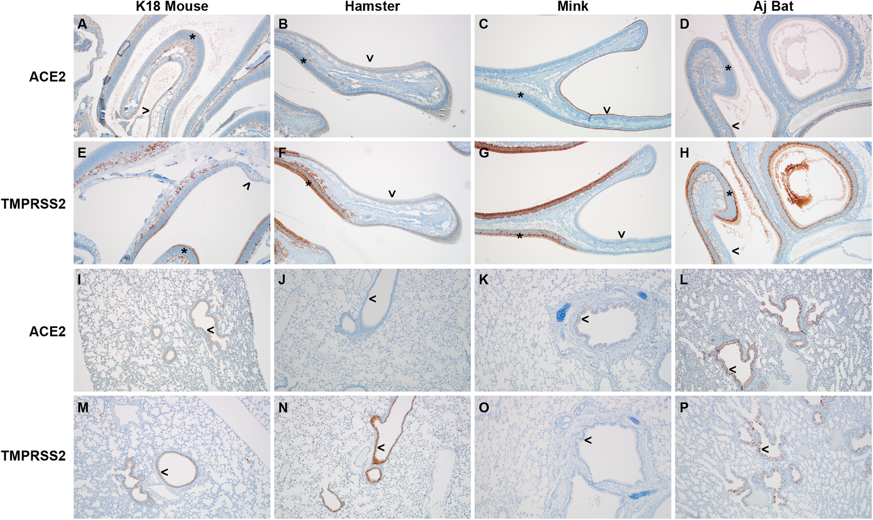 Fig. 2: Distribution of ACE2 and TMPRSSII in the upper and lower respiratory tract.