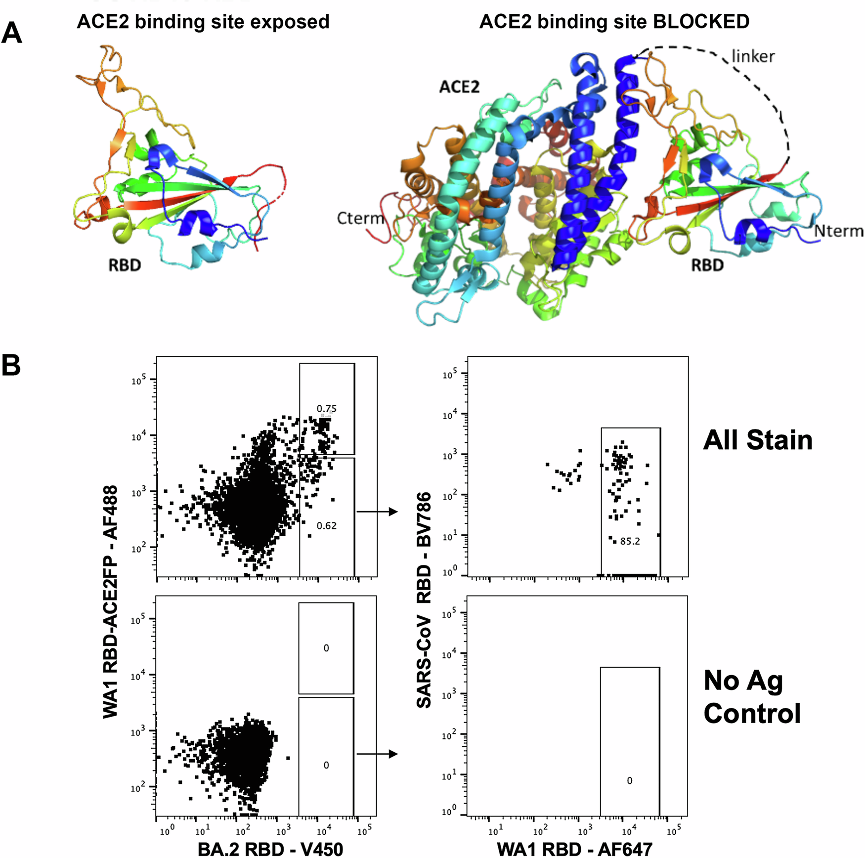 Fig. 1: RBD-ACE2 stabilized fusion protein for isolation of B cells.
