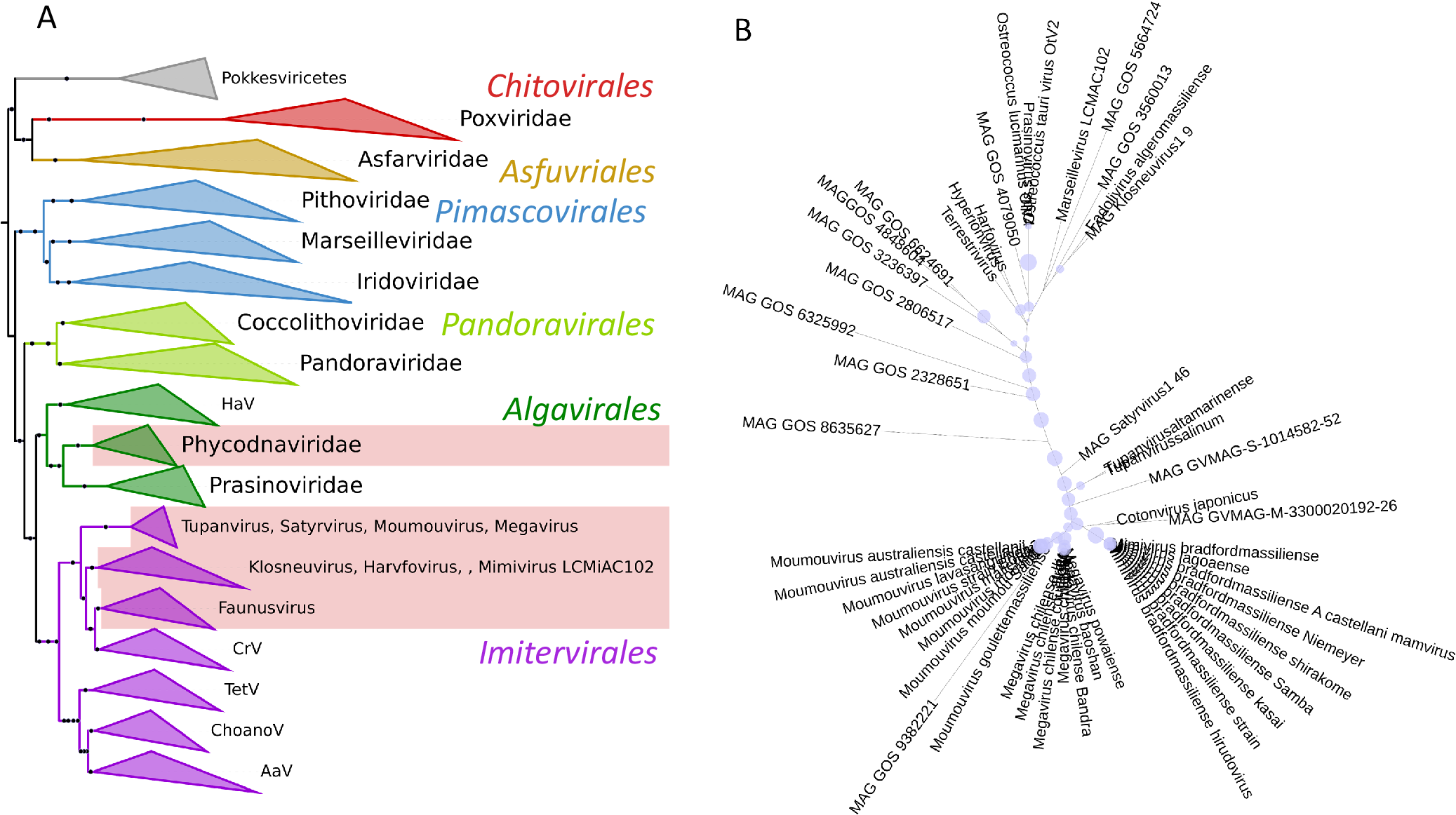 Fig. 3: Phylogenetic analyses of Nucleocytoviricota cytochrome b5 proteins.