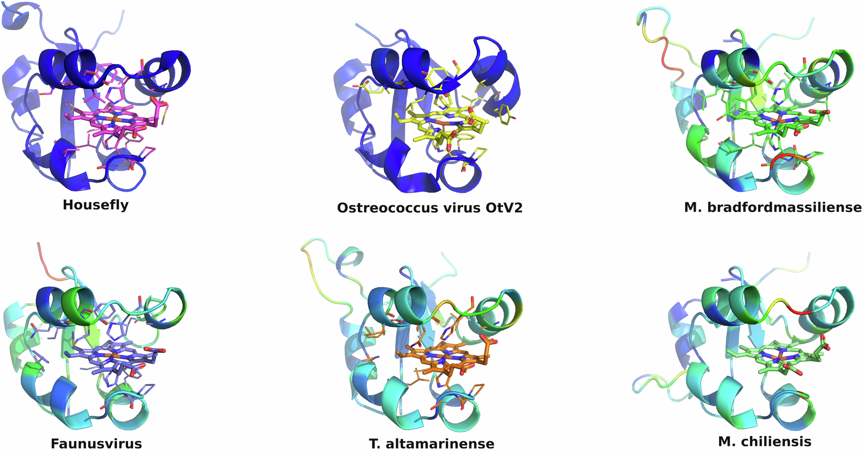 Fig. 7: Crystal structure of housefly cytochrome b5 compared with homology models of virus cytochrome b5s.