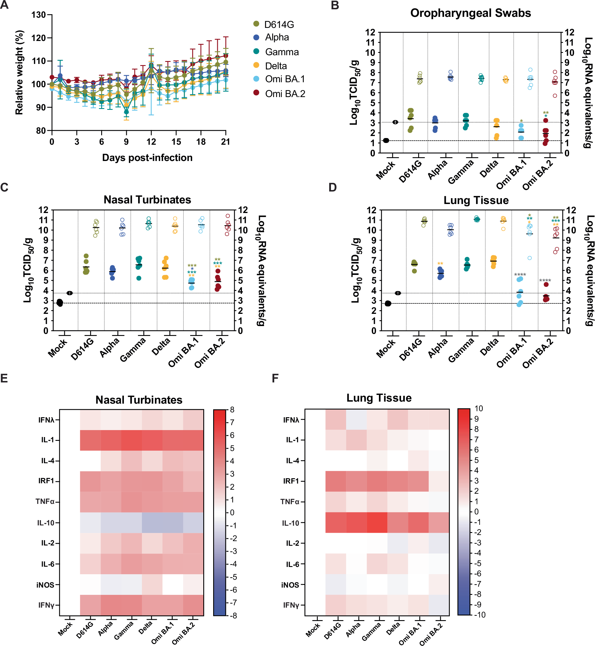 Fig. 3: SARS-CoV-2 infection of golden hamsters.