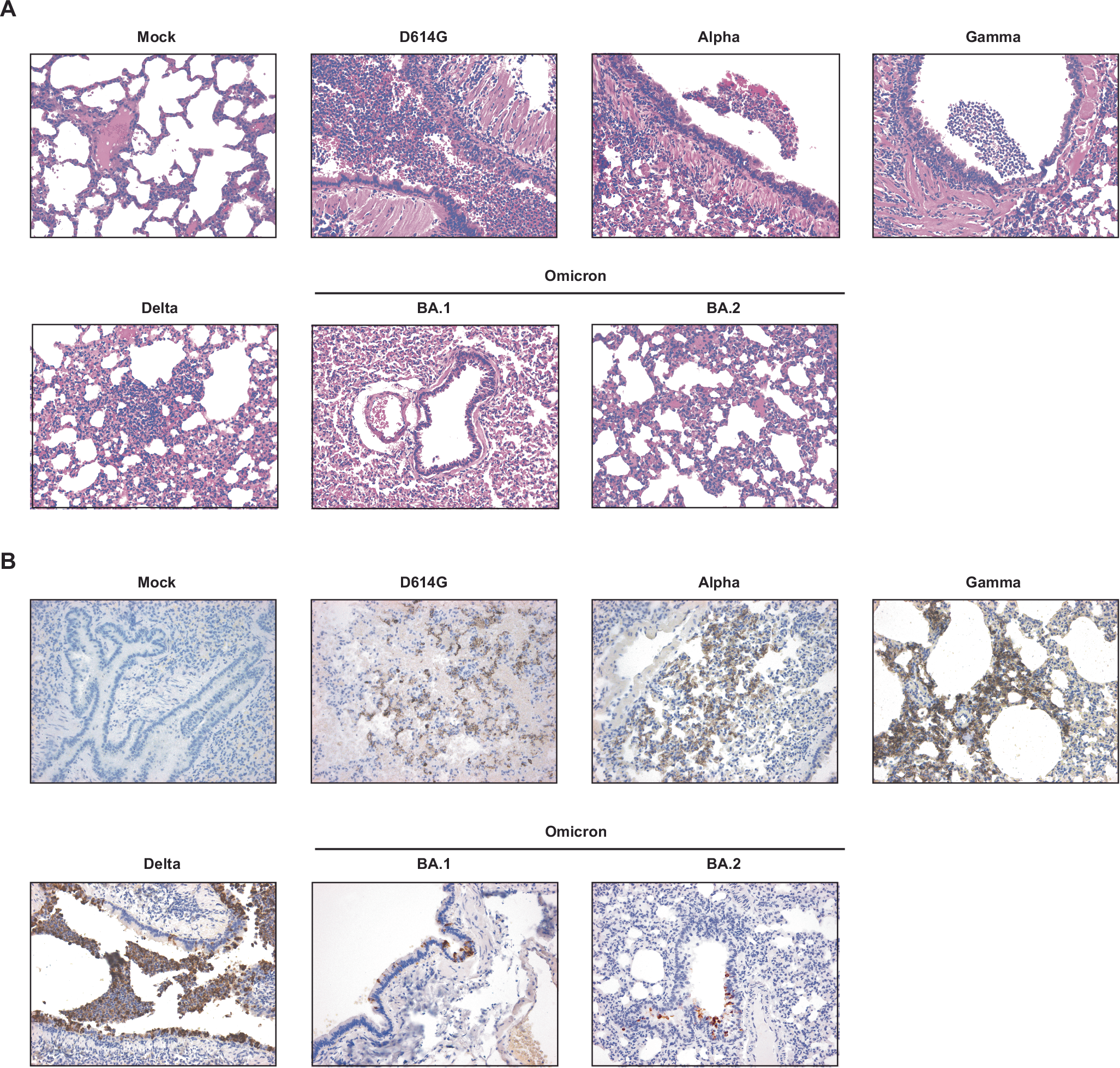 Fig. 4: Histological analysis of lungs at 3 days after SARS-CoV-2 infection of golden hamsters.