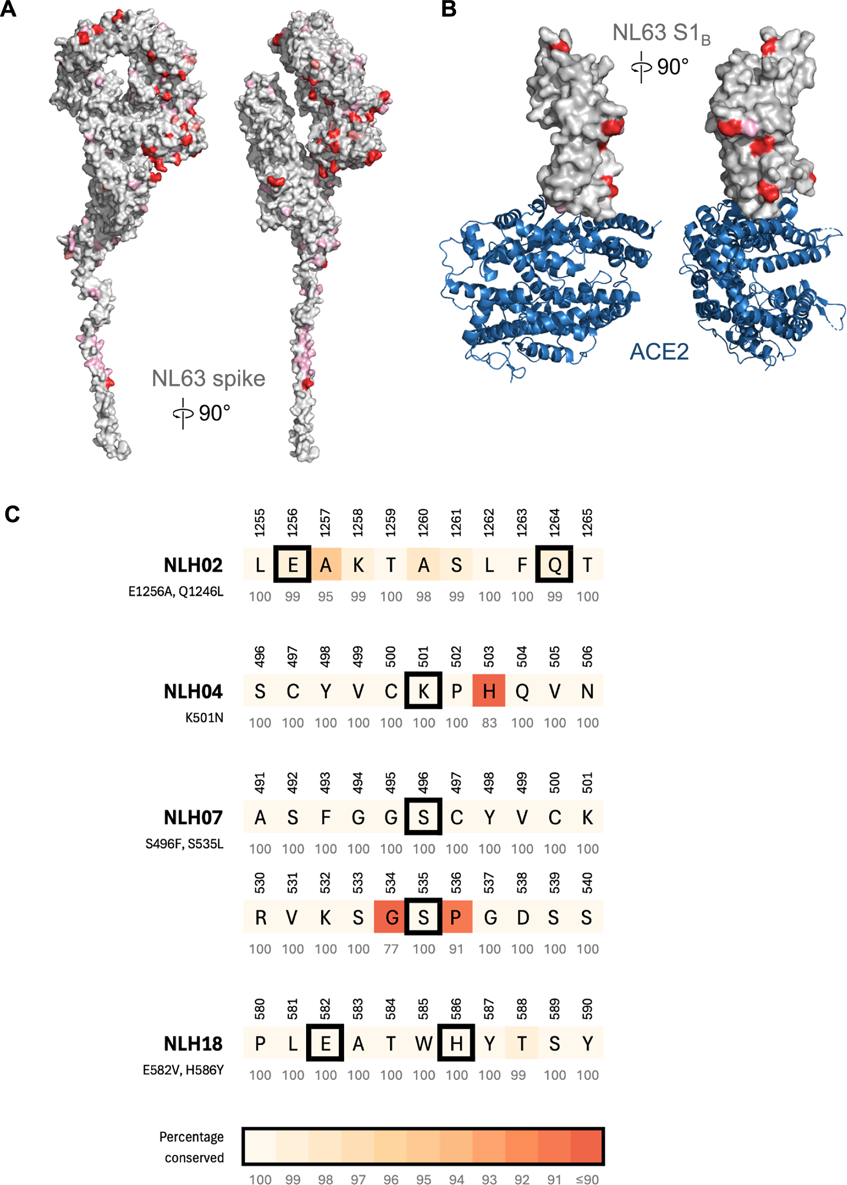 Fig. 4: Amino acid conservation within NL63 spike.