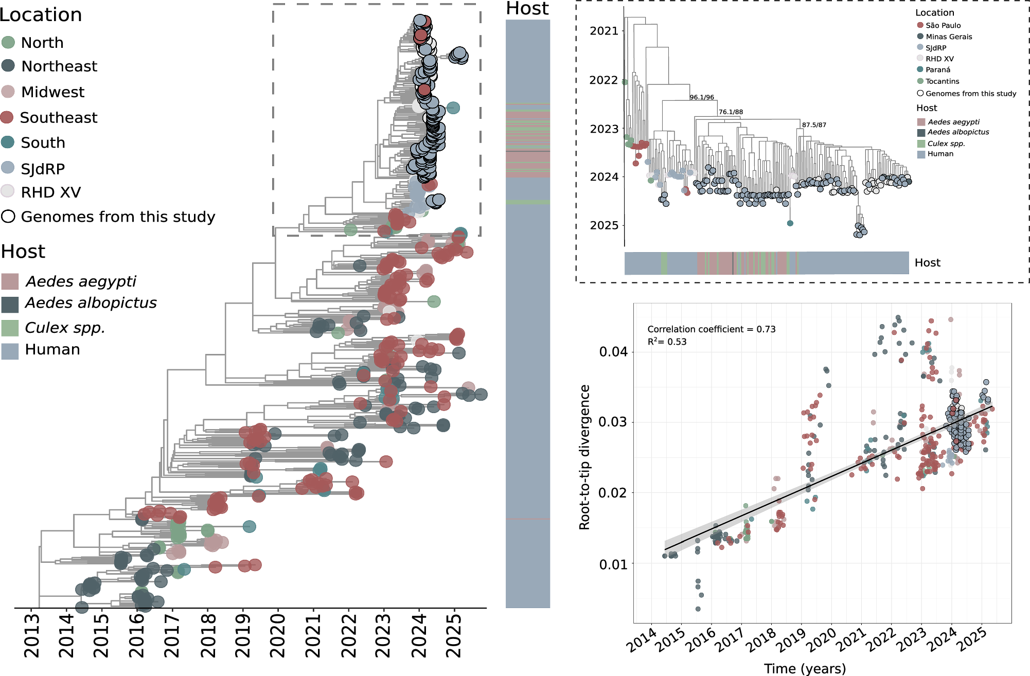 Fig. 5: Maximum likelihood tree for CHIKV based on complete genome sequences from SJdRP, other cities within the RHD-XV and all Brazilian regions.