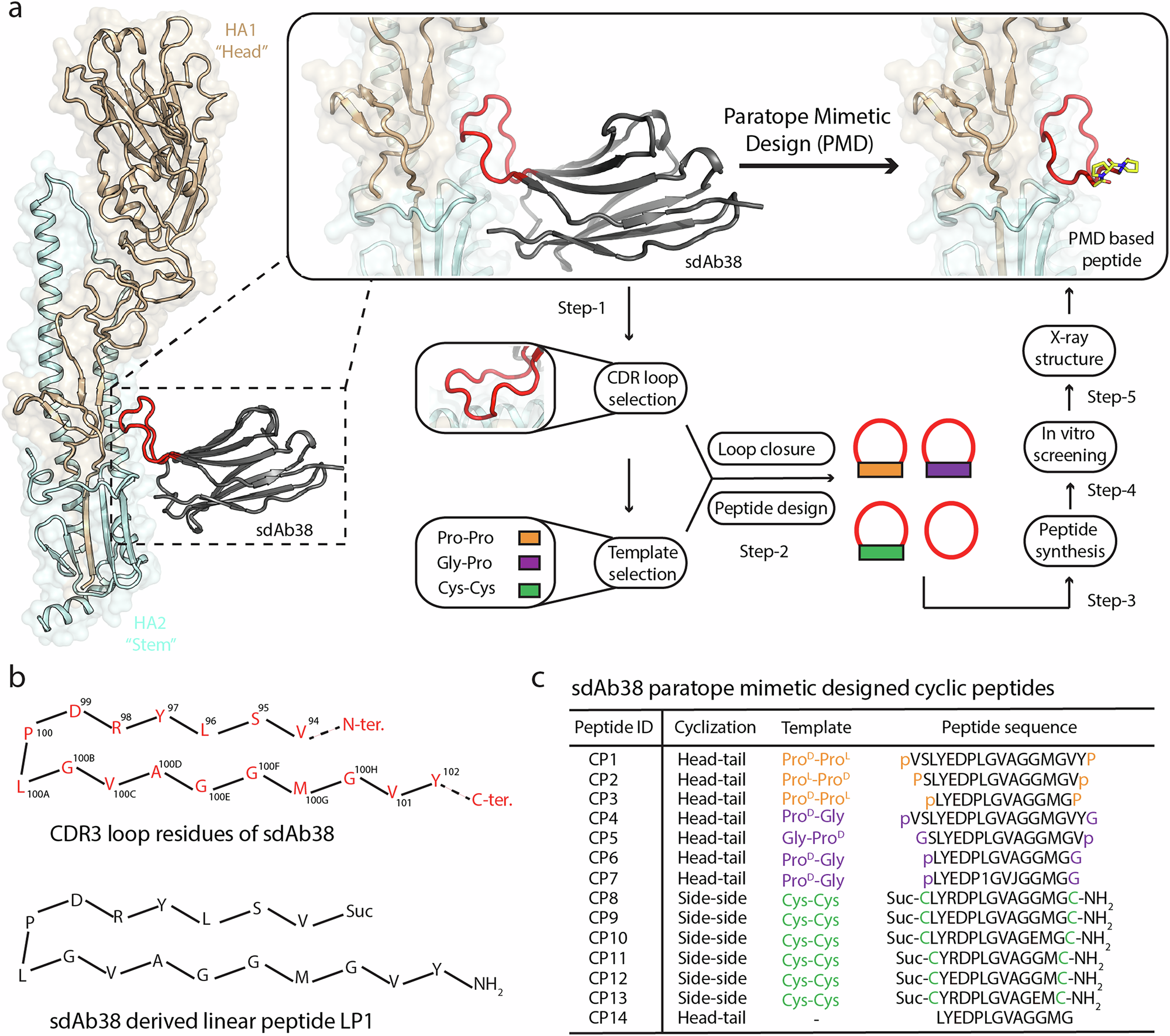 VHH antibody loop guides design of a synthetic macrocyclic peptide that  potently blocks influenza virus membrane fusion | npj Viruses