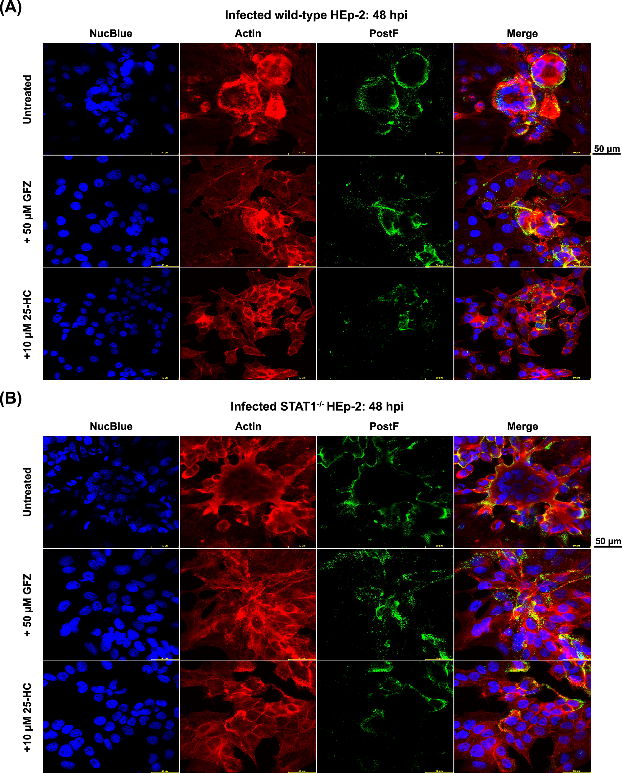 Fig. 6: Surface expression of RSV PostF protein.