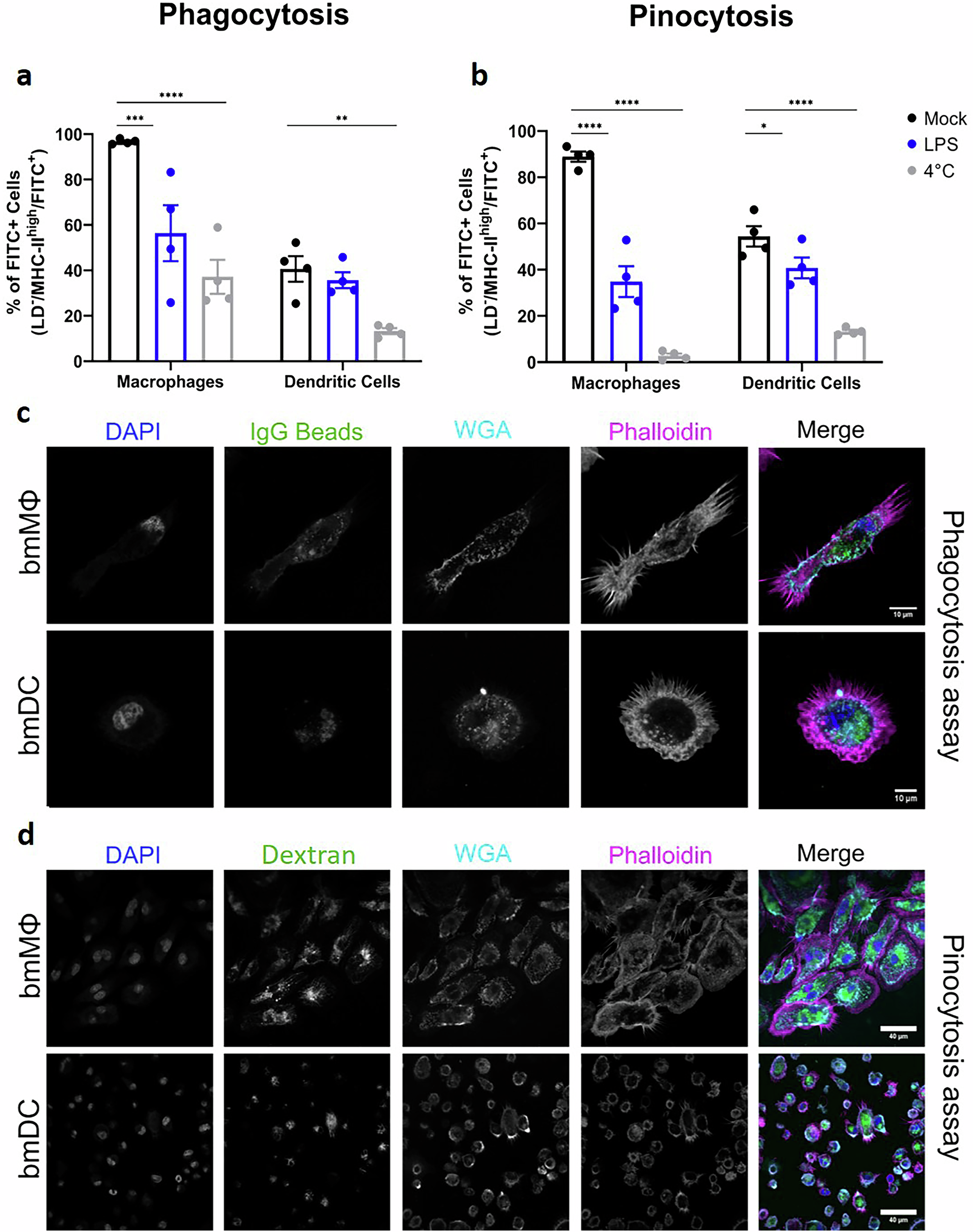 Fig. 2: MΦs and DCs display phago- and pinocytic activity and respond to LPS.
