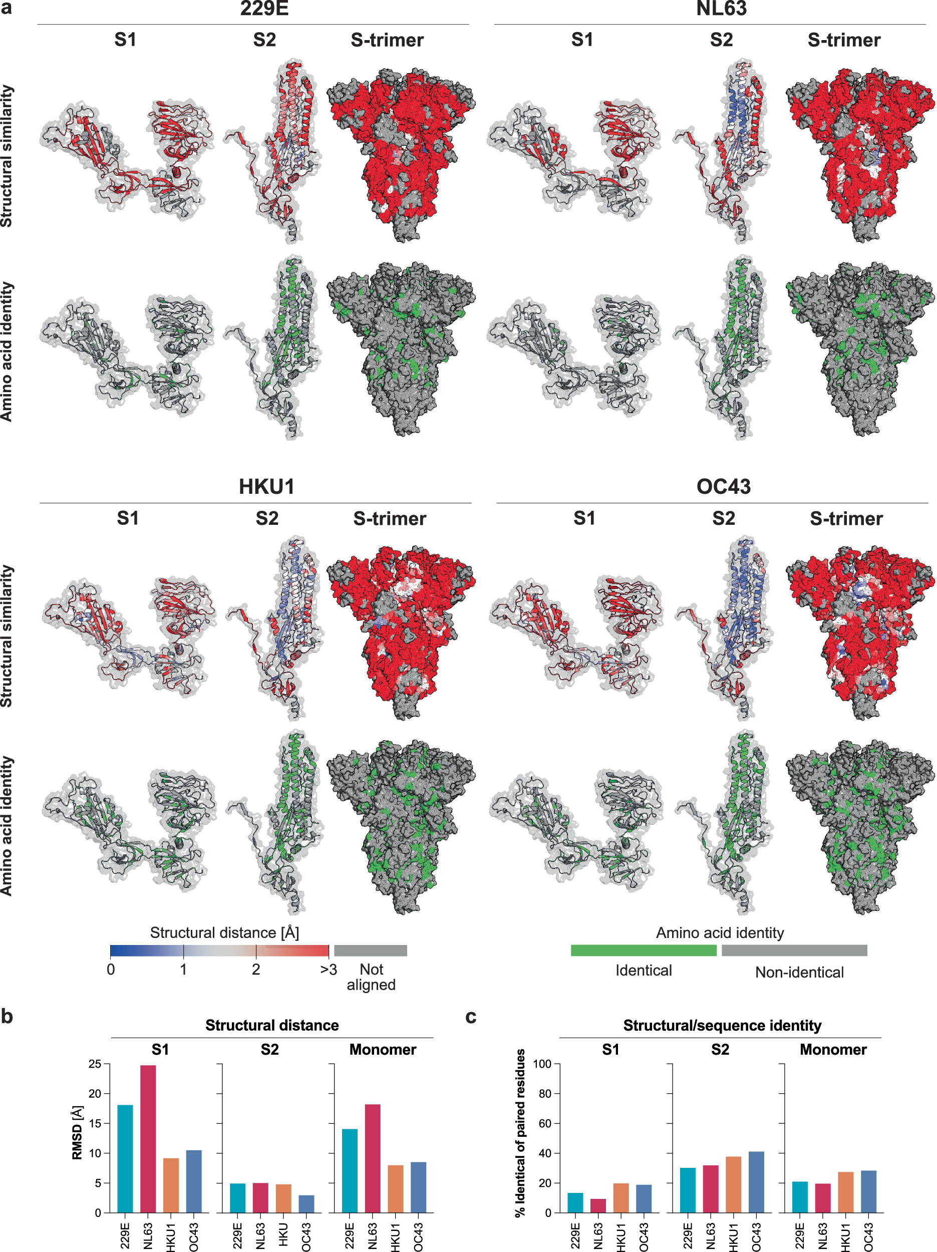 Fig. 1: Structural and sequence comparison of SARS-CoV-2 with seasonal human coronavirus spikes.