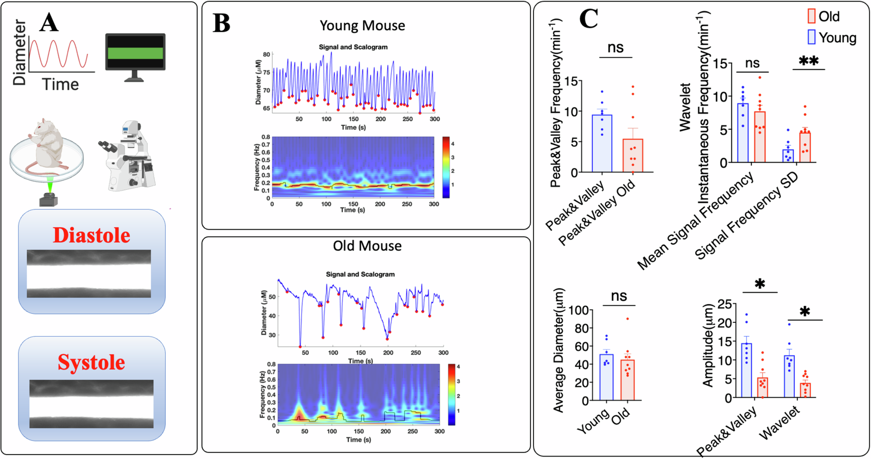 Fig. 4: Intravital epifluorescence microscopy.