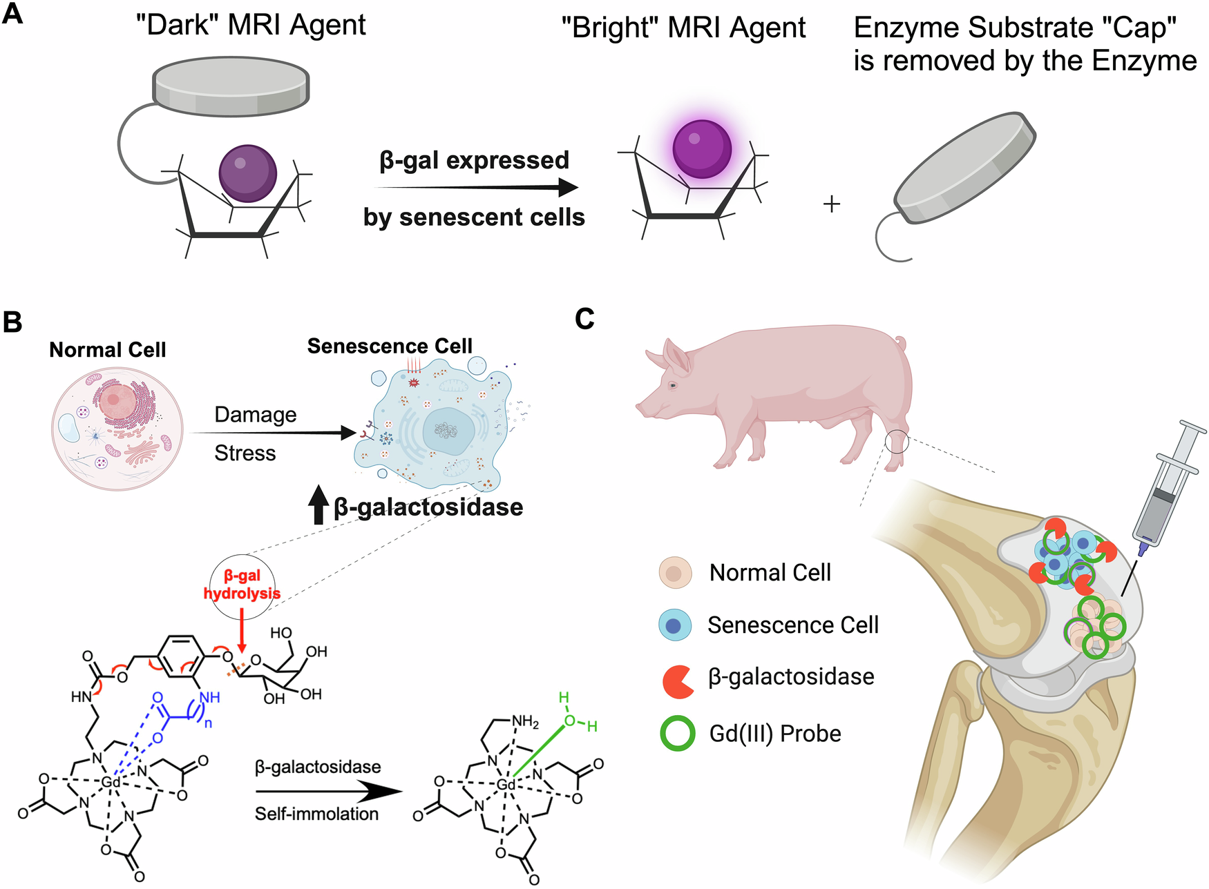 Fig. 6: Concept of imaging senescent cells with a β-gal sensitive Gd-chelate.