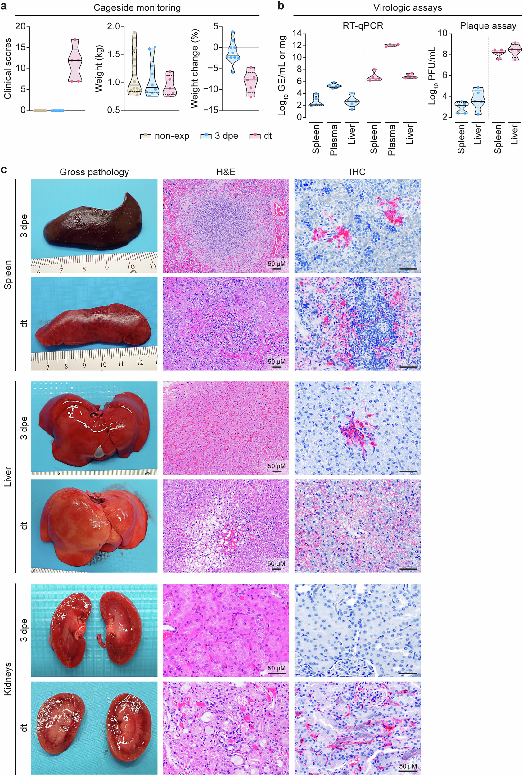 Fig. 2: Clinical, virologic, and pathological analyses support a typical time course of Ebola virus infection in the domestic ferret model.