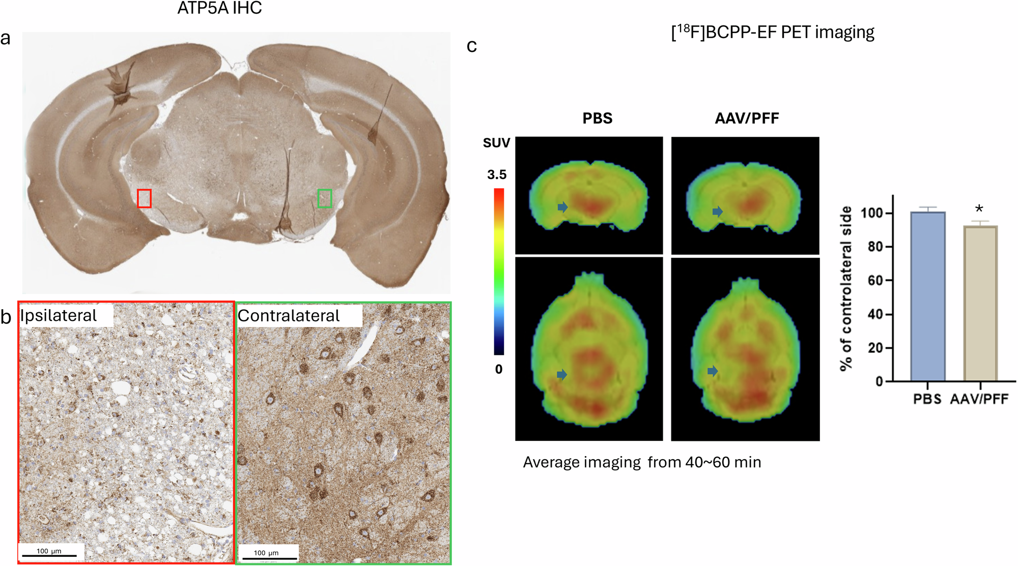 Fig. 6: Mitochondrial dysfunction.