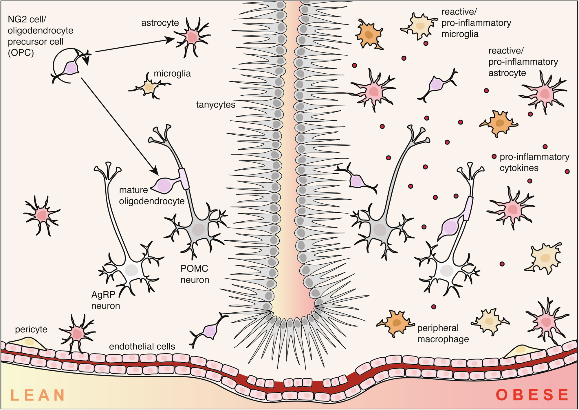 Fig. 2: Glia drive neuroinflammation in the obese brain.