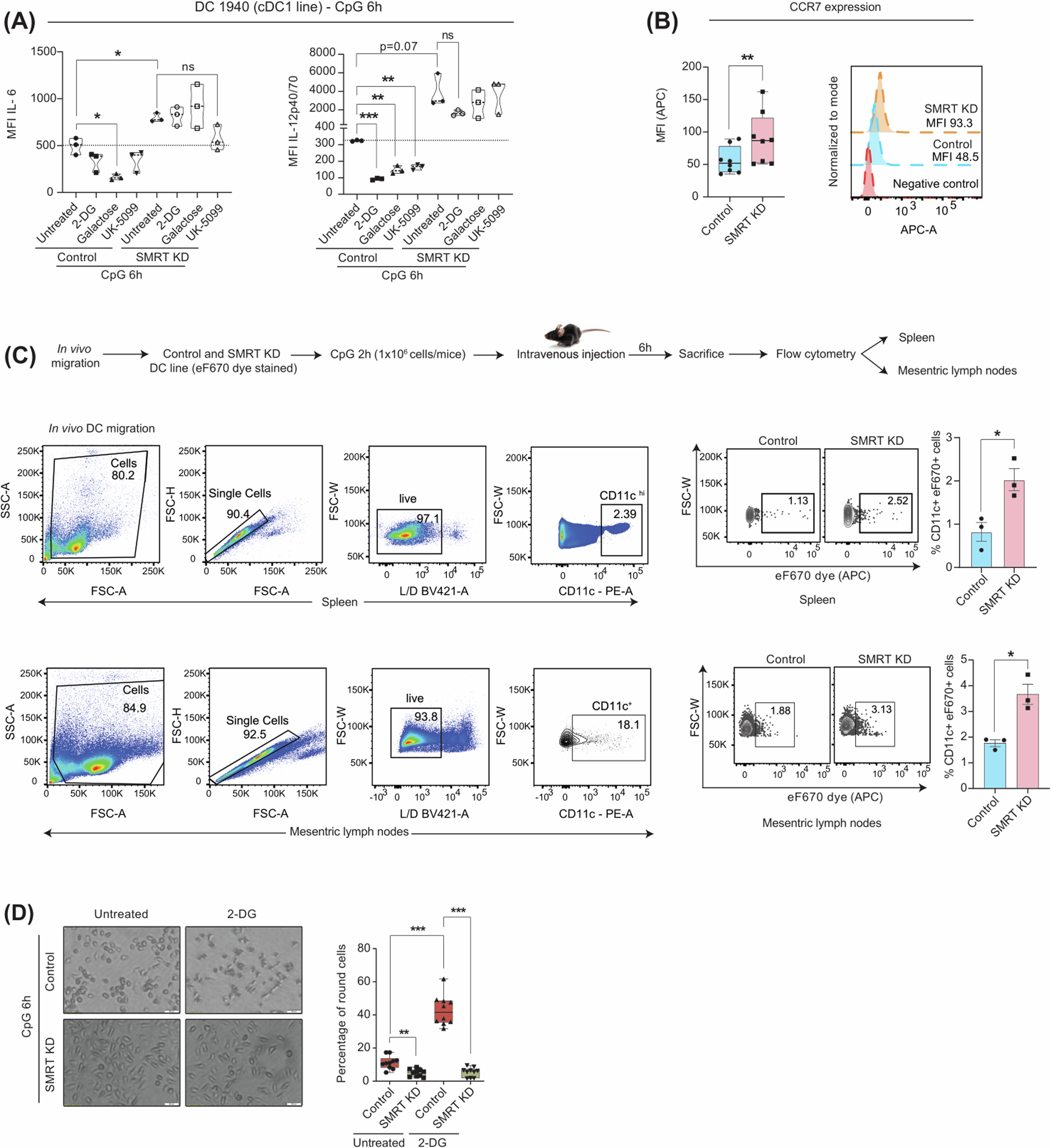 Fig. 2: Glycolysis is nonessential for functionality in SMRT ablated inflammatory DCs.