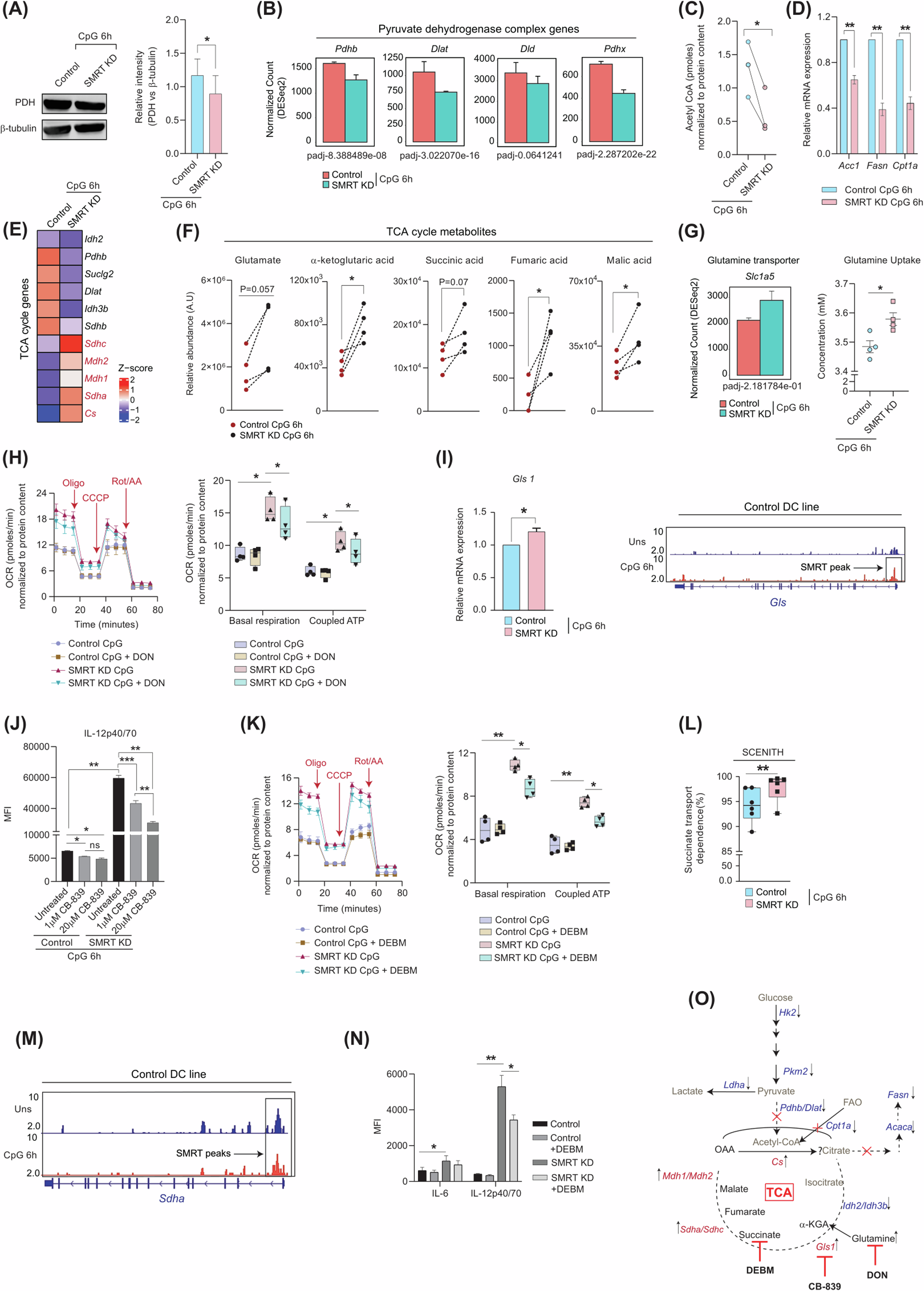 Fig. 3: Anaplerotic glutamine and Succinate transport acts as critical inflammatory signals.