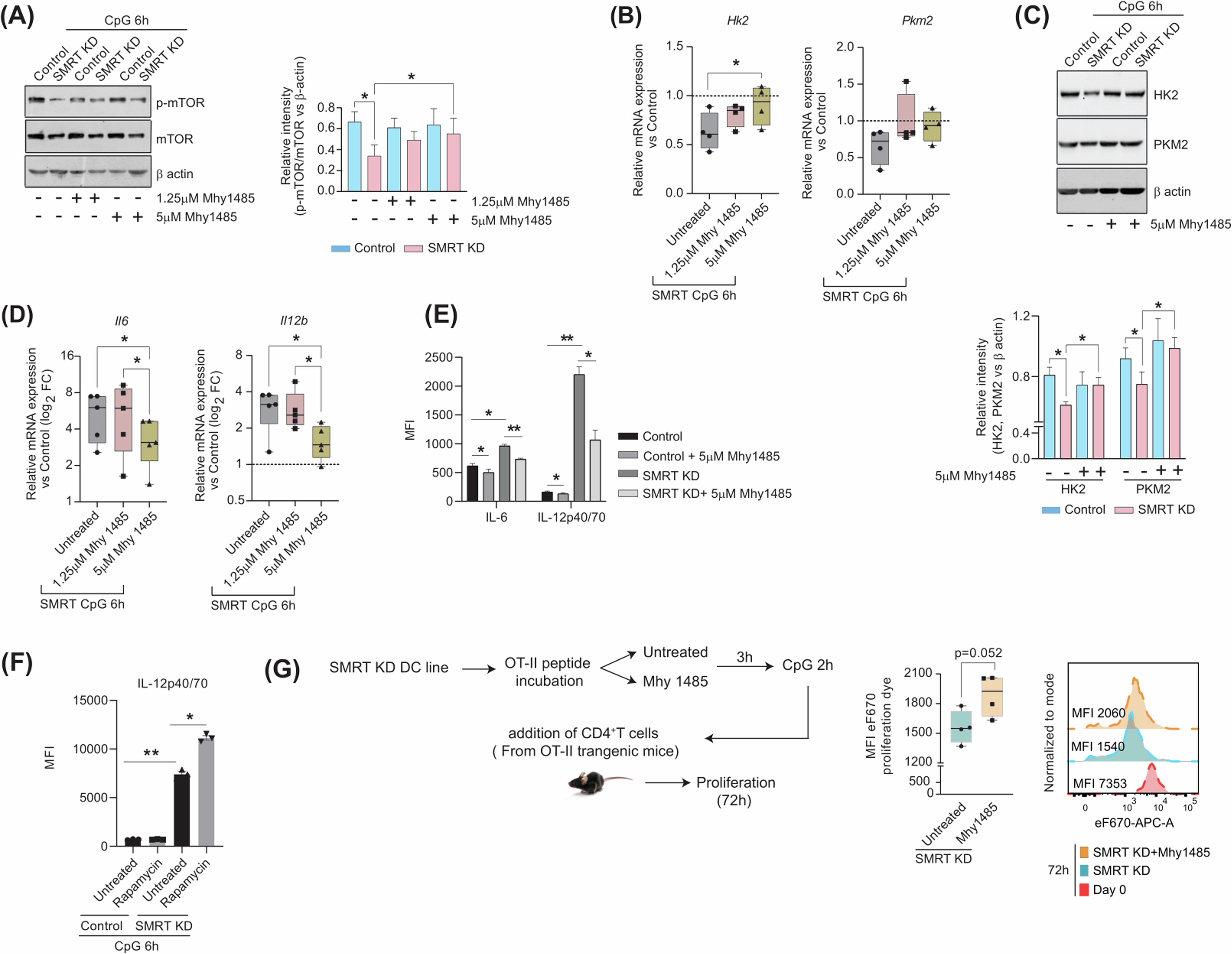 Fig. 4: mTOR induction promotes glycolysis but limits secretion of inflammatory cytokines.