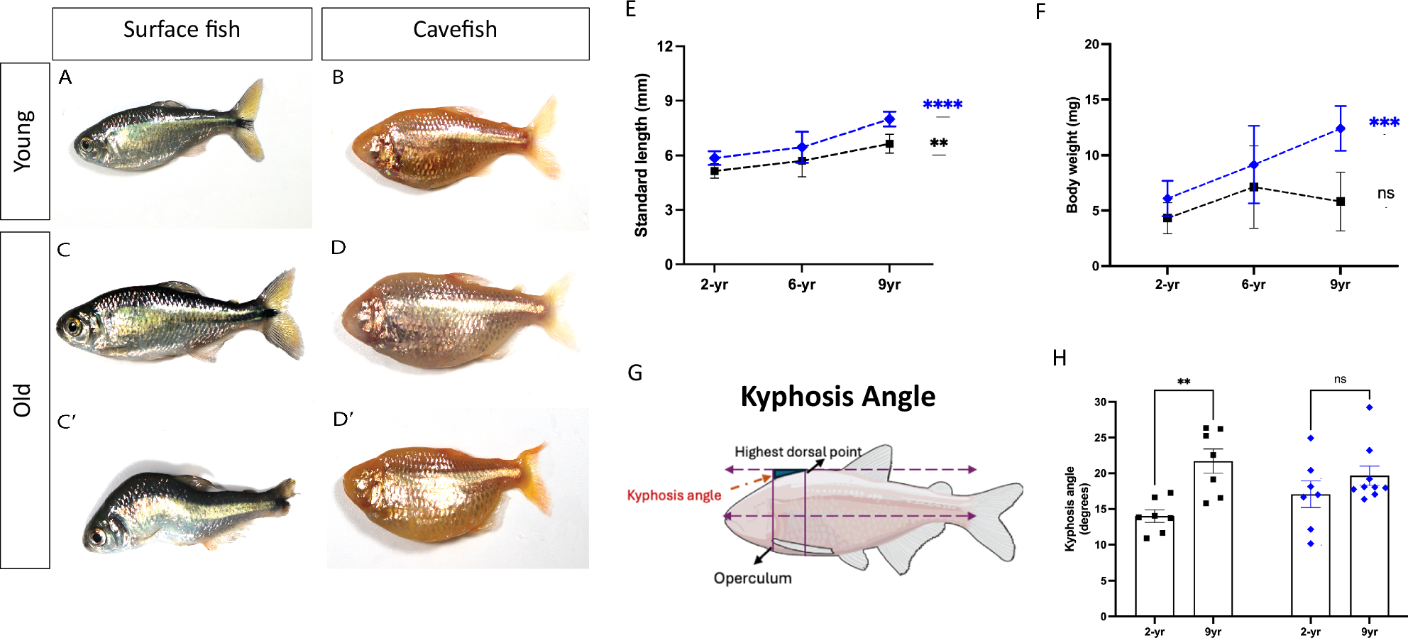 Fig. 1: Body condition changes in aged fish. Young surface fish.