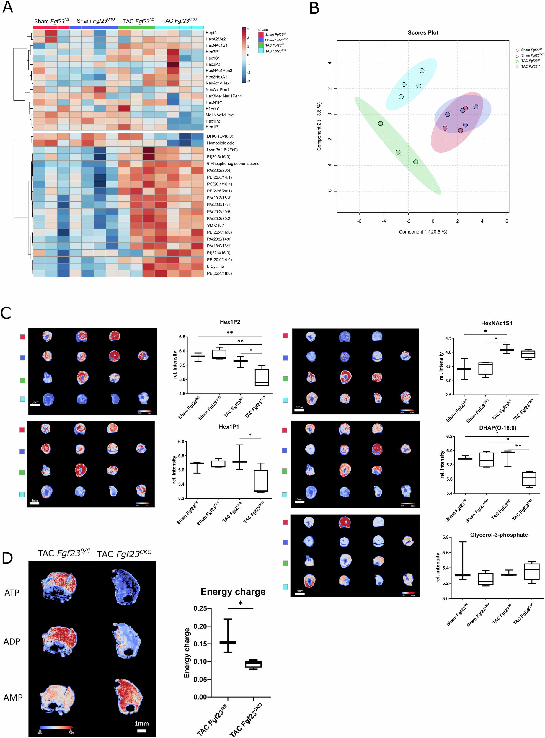 Fig. 3: Mass spectrometry imaging reveals impaired cardiac energy metabolism in Fgf23CKO mice after TAC.
