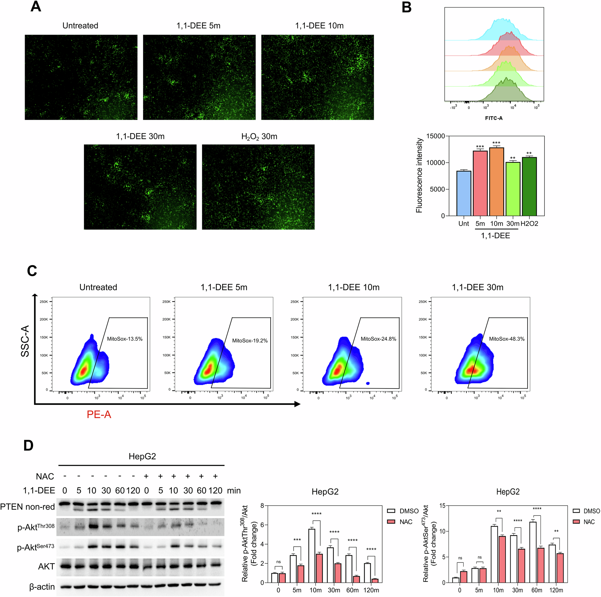 Fig. 3: 1,1-DEE enhanced production of mitochondrial reactive oxygen species.