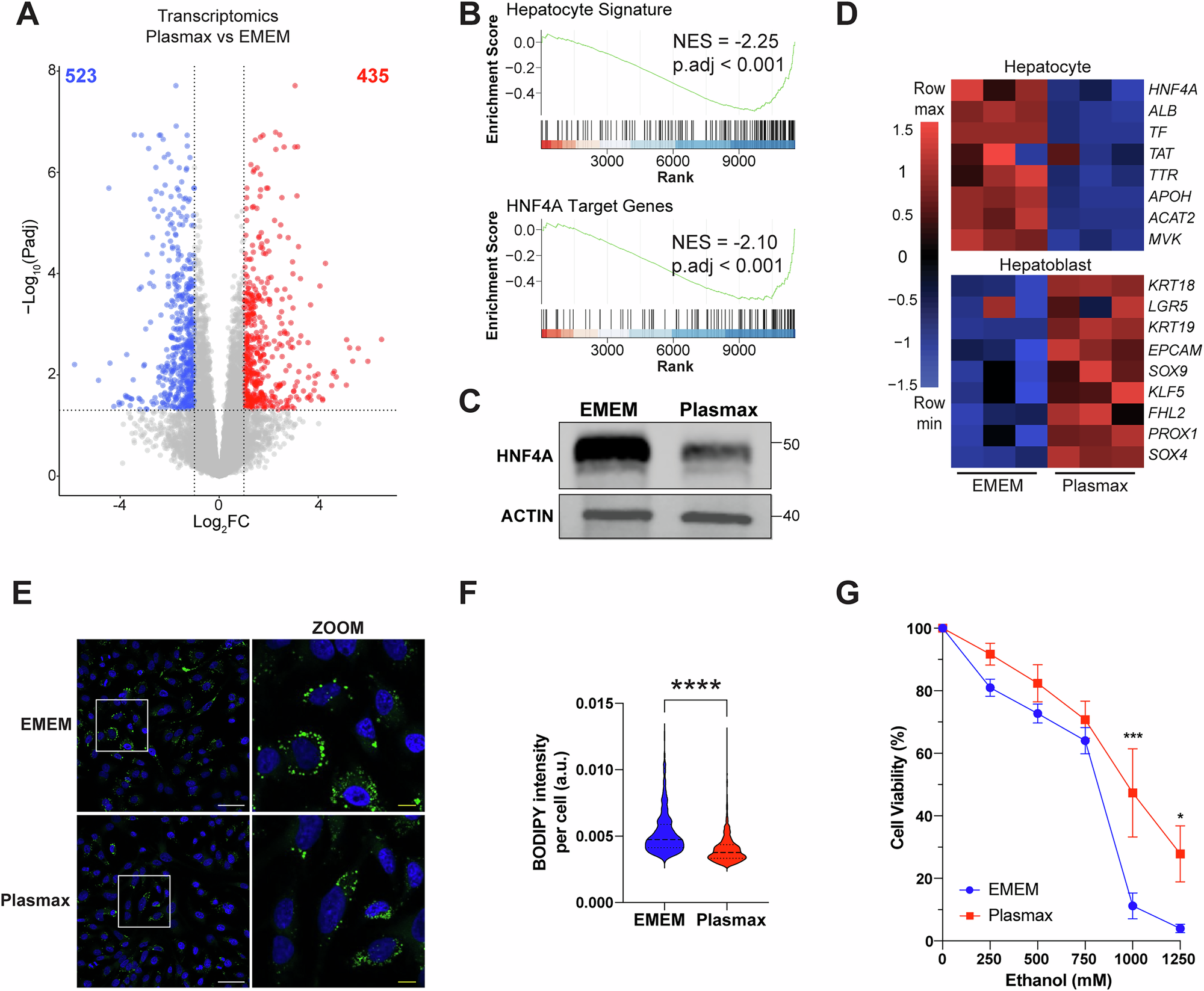 Fig. 1: HepG2 cells adopt a native hepatoblast-like state in physiologic medium.