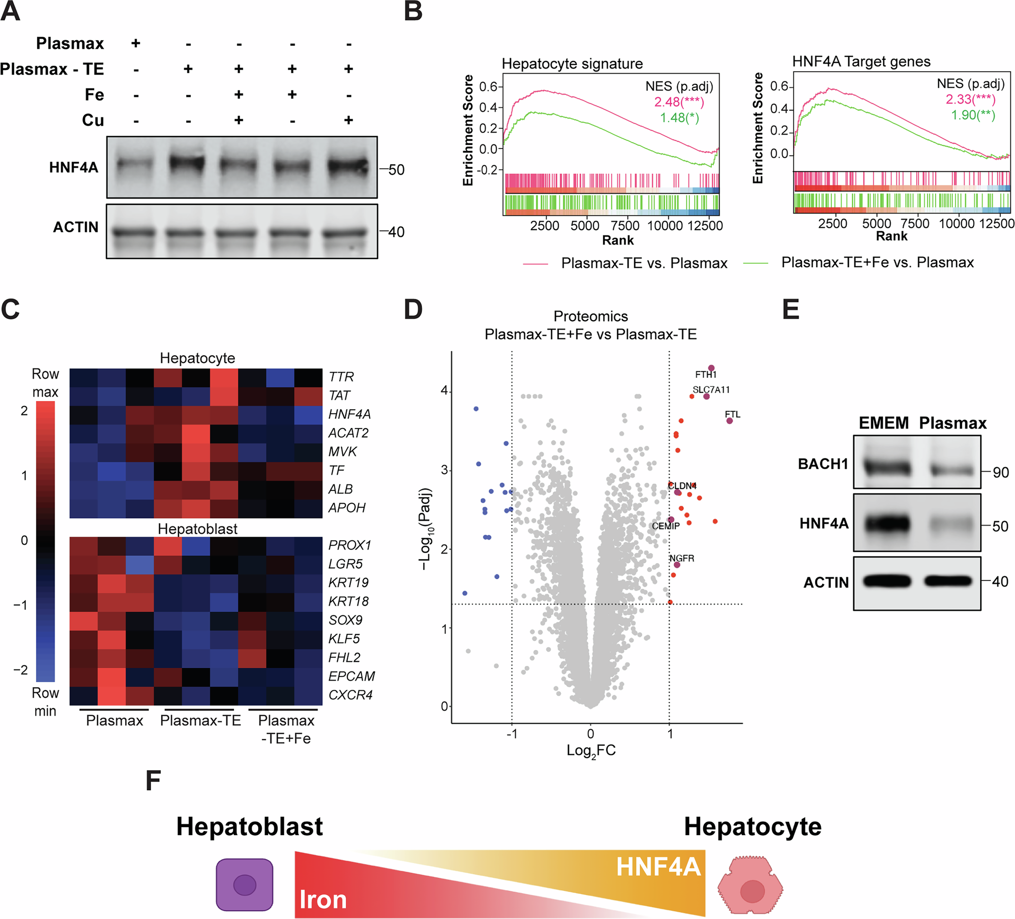Fig. 4: Iron availability contributes to the regulation of hepatocyte cell fate.