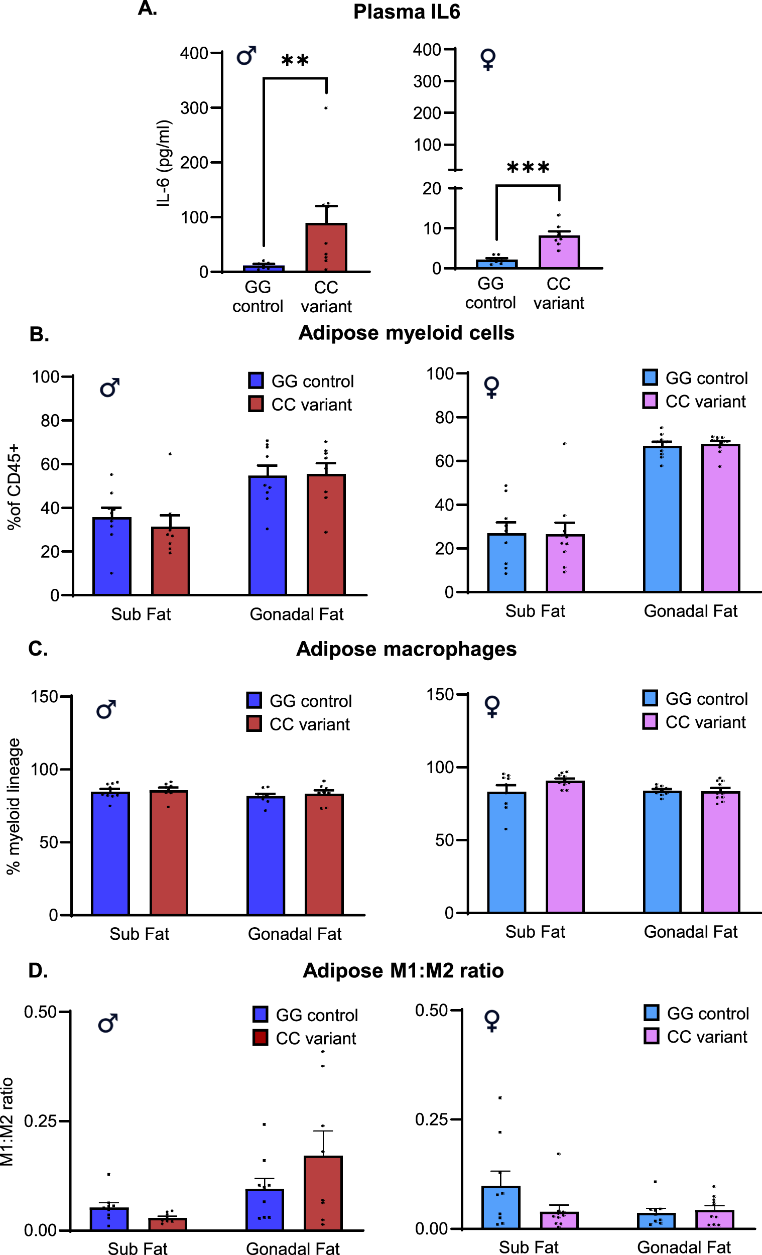 Fig. 3: Il6 variant CC genotype increases systemic IL6 levels but does not exacerbate adipose tissue inflammation in HFD mice of either sex.