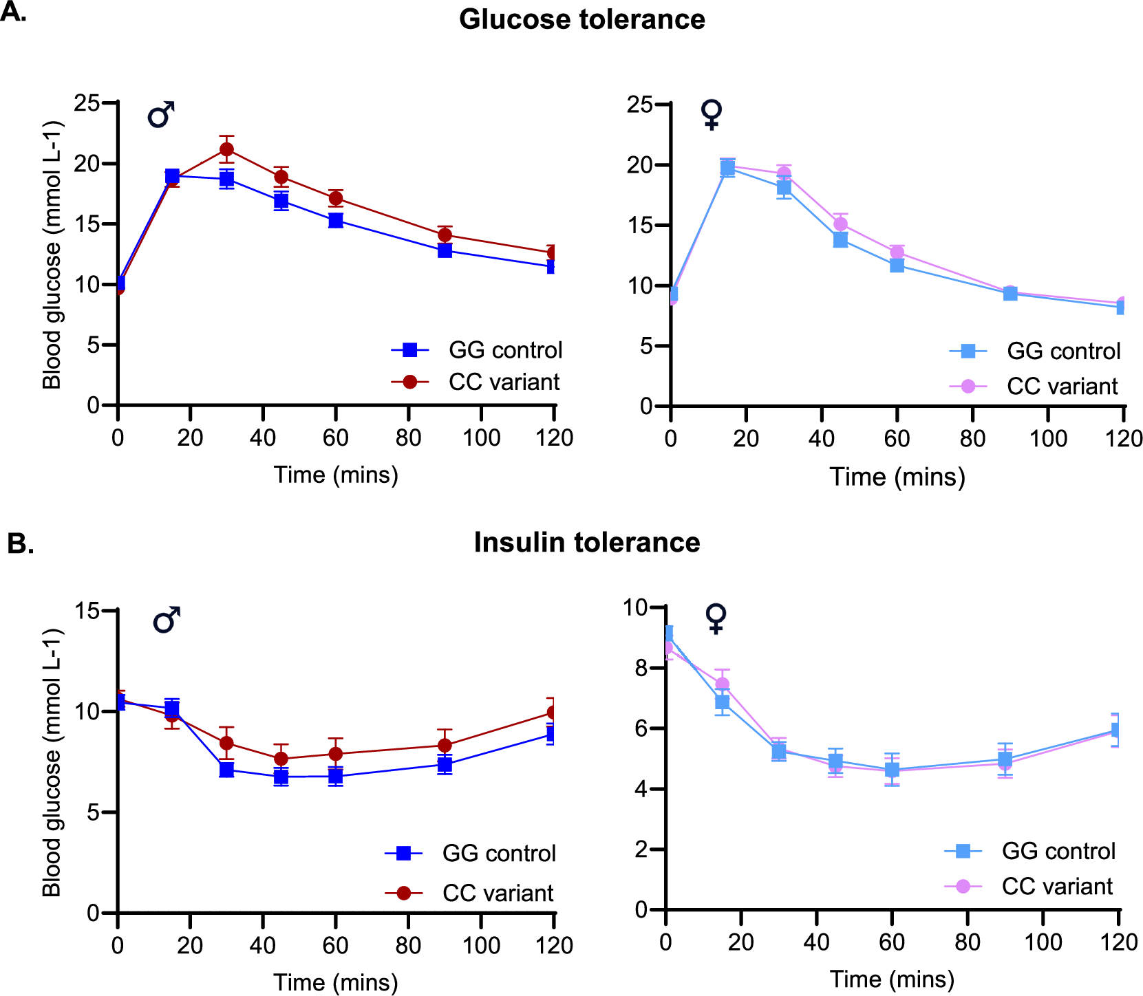 Fig. 4: Glucose homeostasis is unchanged by the Il6 variant CC genotype in HFD-fed mice.