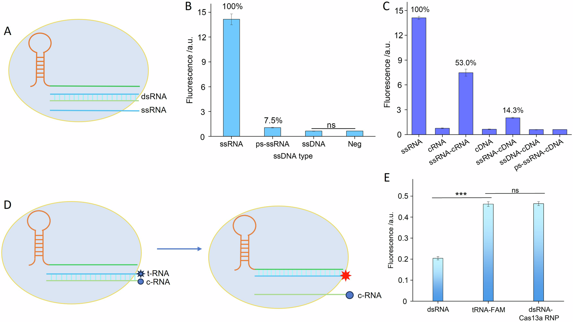 Fig. 1: Investigation of different types of activation triggers for Cas13a RNP.