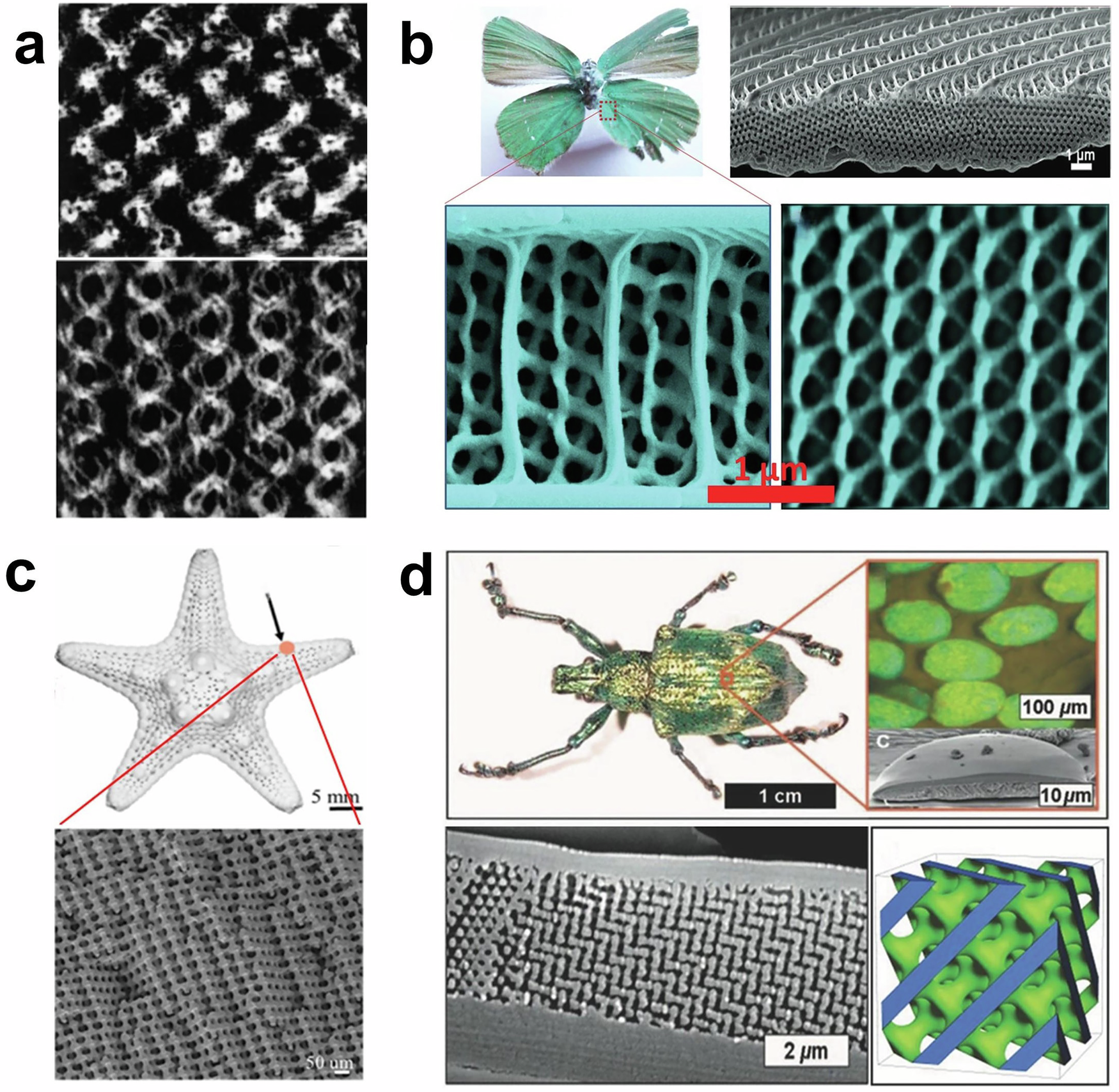 Fig. 3: Natural TPMS-like lattice structures.