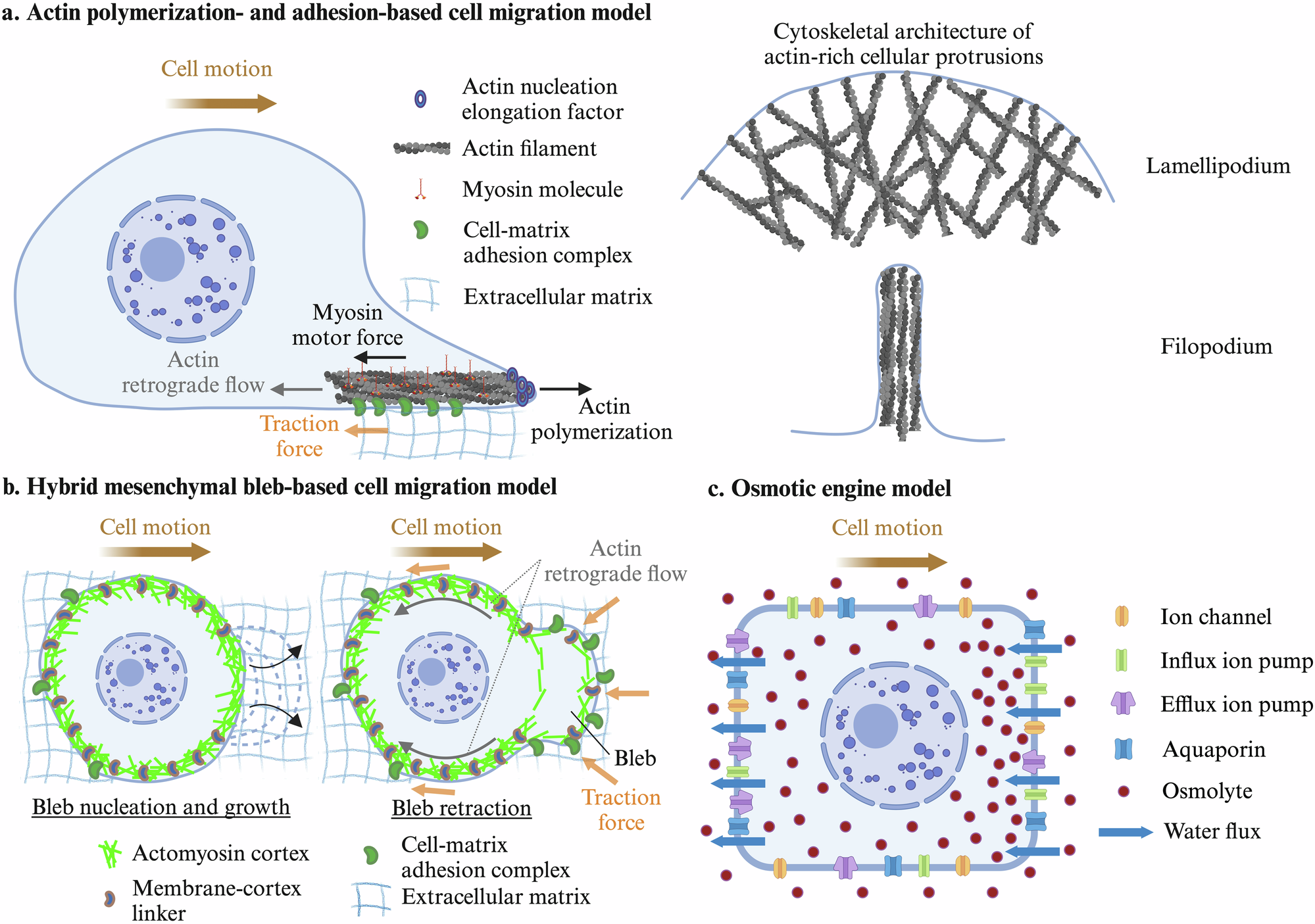 Physical principles and mechanisms of cell migration | npj 