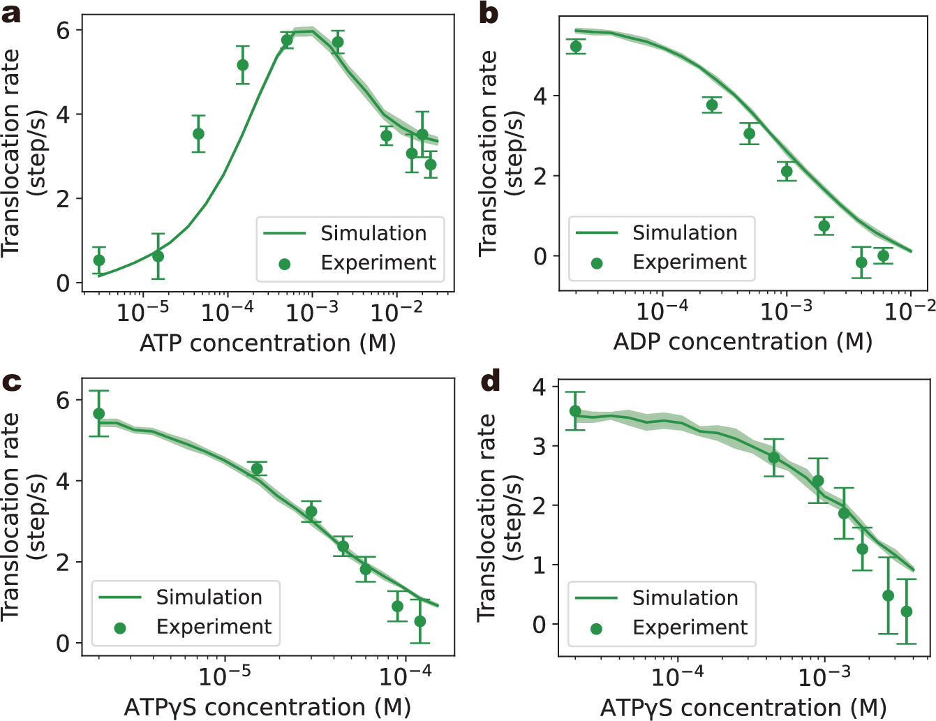 Fig. 2: Simulated translocation rates in comparison with experimental observations.