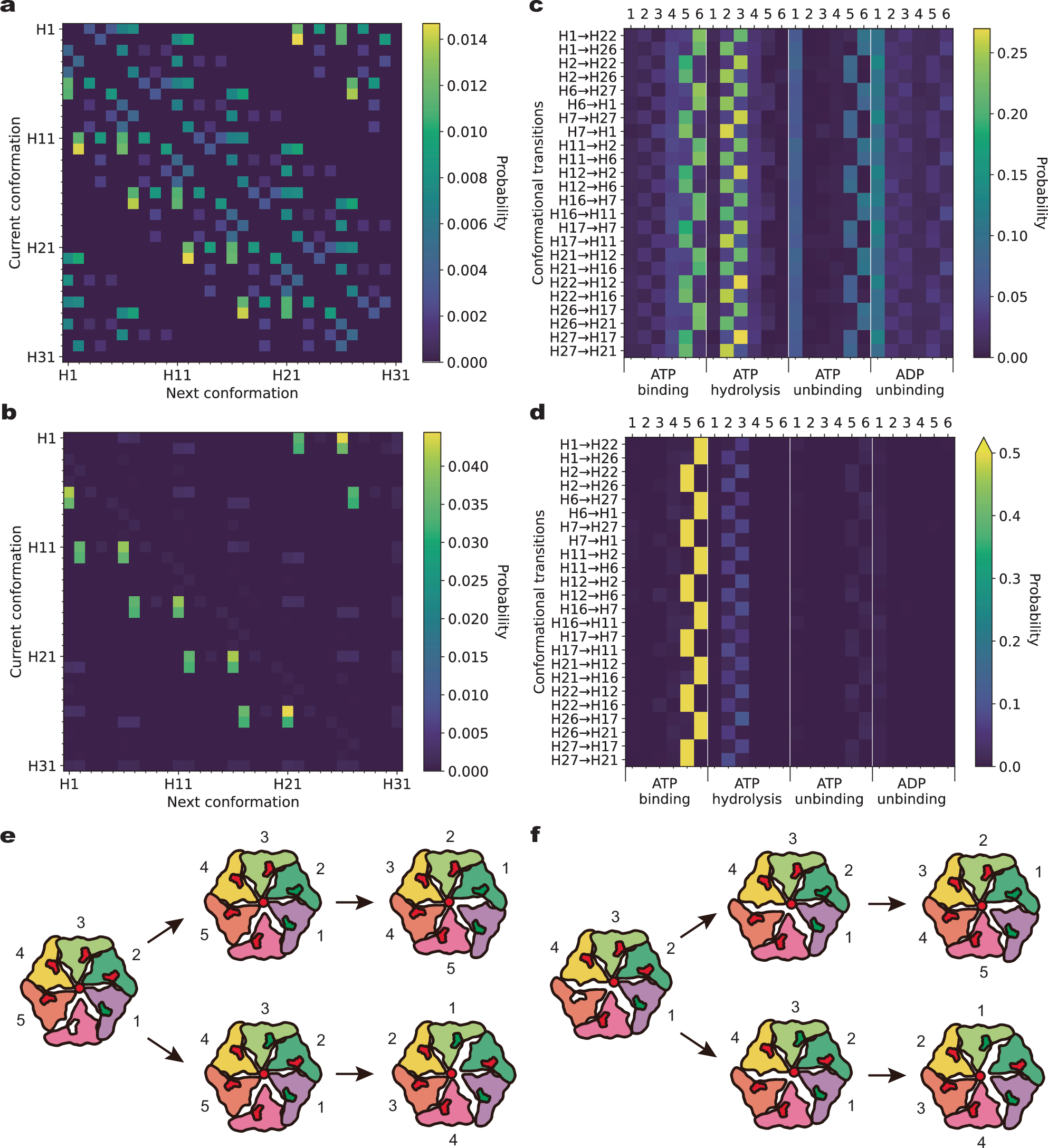 Fig. 3: Multiplicity of state transitions in the ATPase motor during substrate translocation.