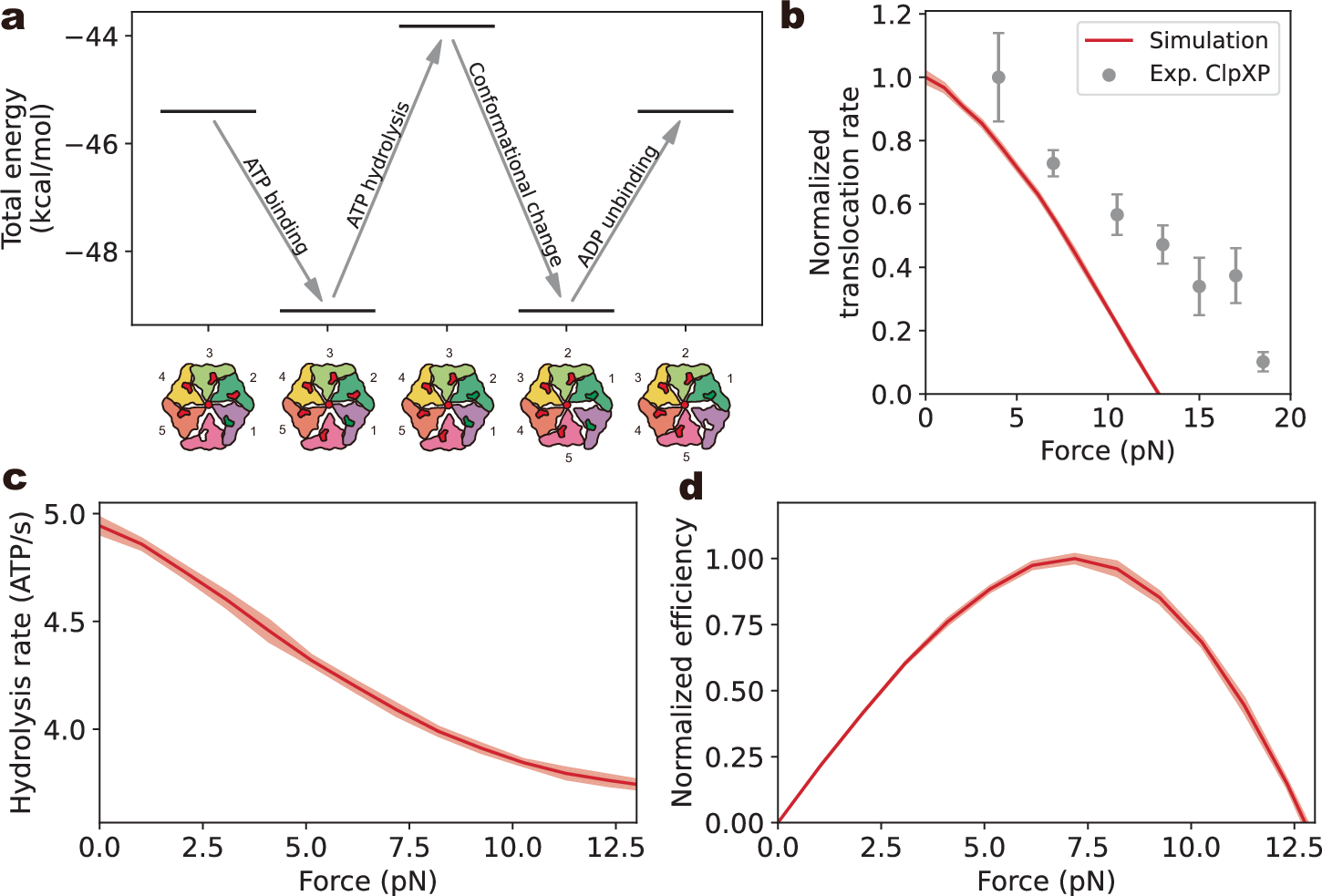 Fig. 5: Energy transduction in the ATPase motor during substrate unfolding and translocation.