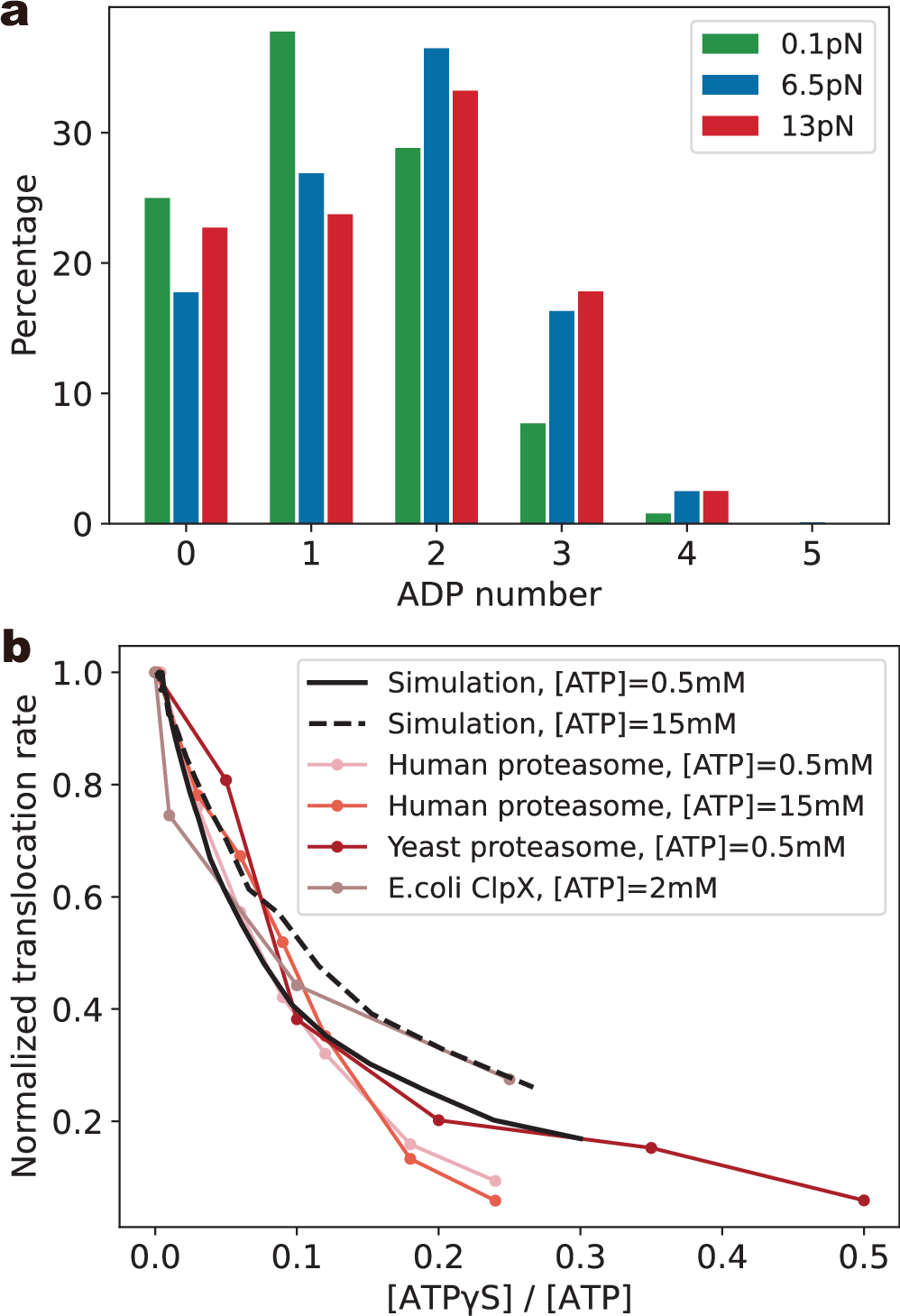 Fig. 6: Effects of nucleotide variation on substrate translocation.