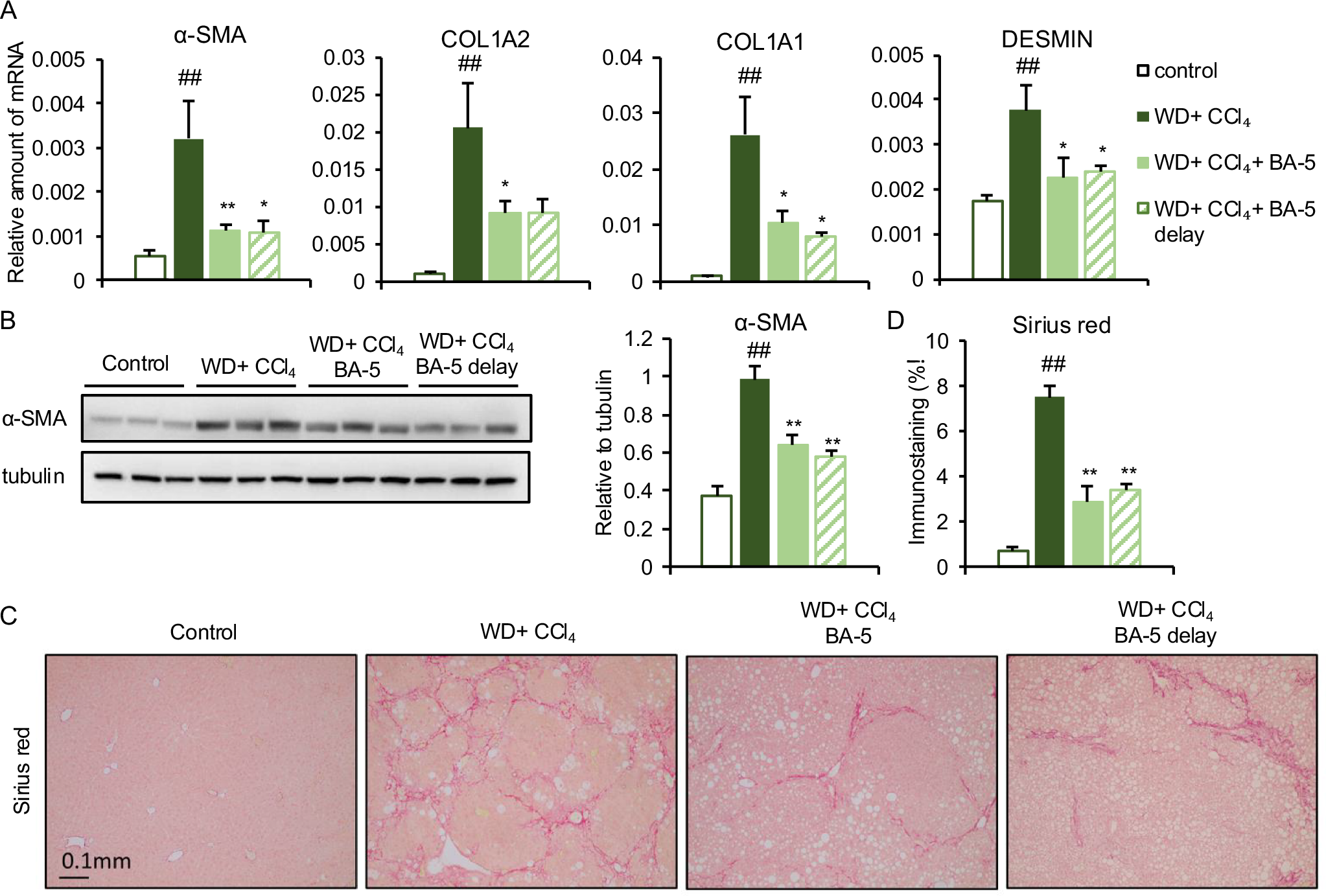 Fig. 6: Effects of BA-5 treatment on WD + CCl4-induced liver fibrosis mouse model.