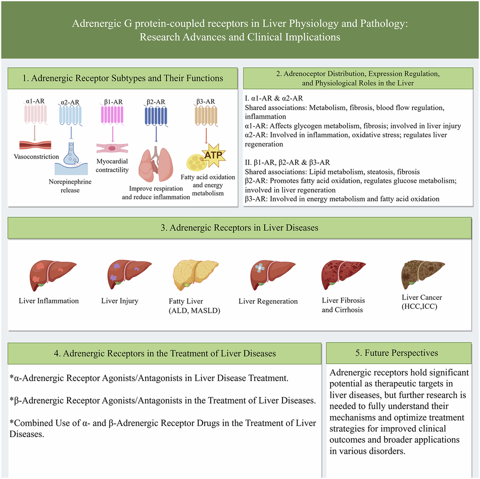 l carnitine ar upregulation Adrenergic G protein-coupled receptors in liver physiology and pathology:  research advances and clinical implications