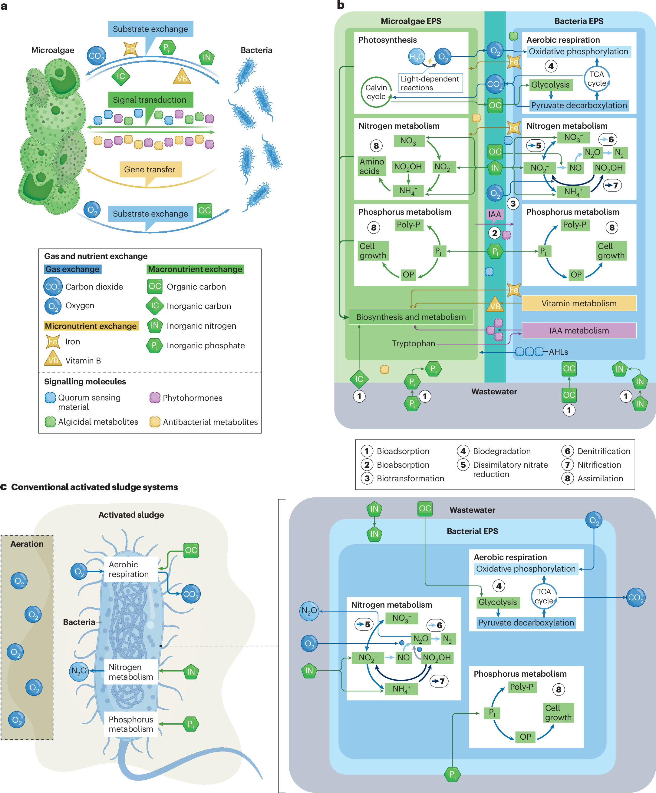 Microalgal–bacterial consortia for wastewater treatment