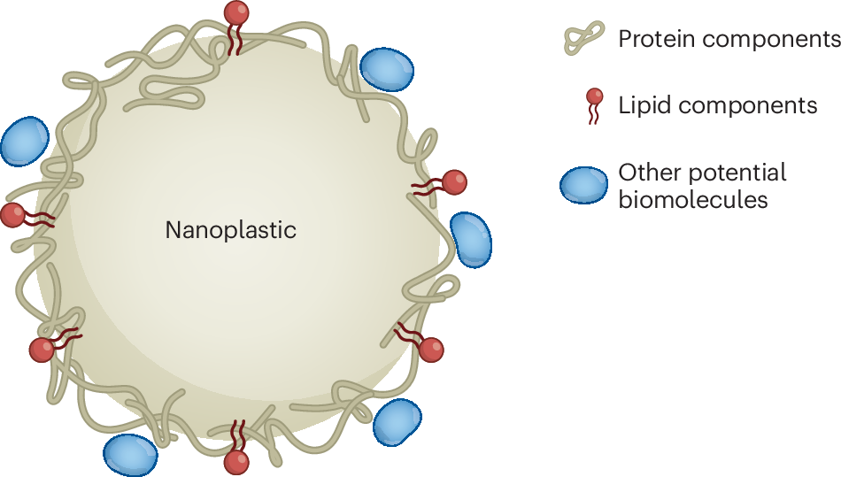 Fig. 1: The plastic nanoparticle corona.
